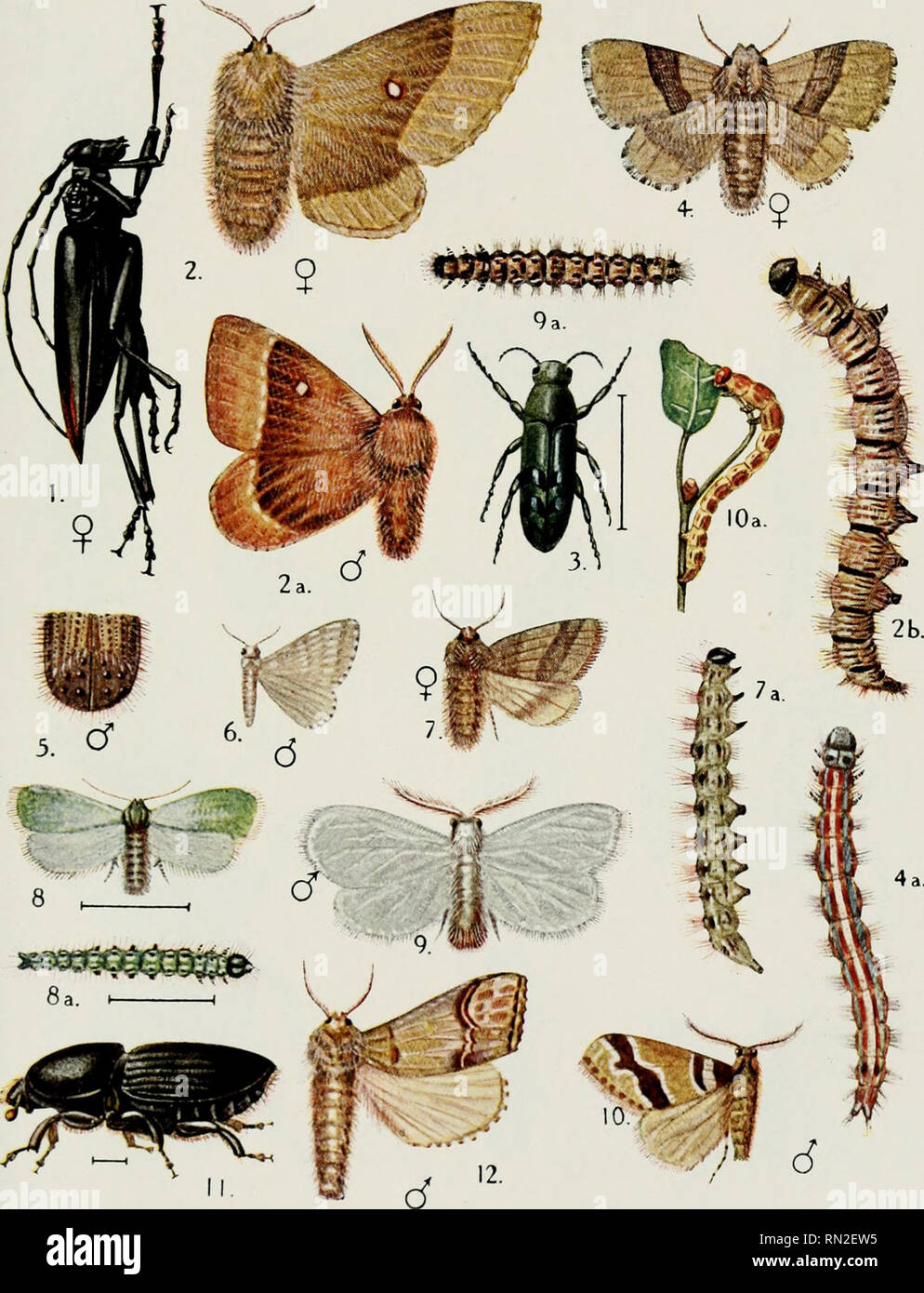 . Annales de la science agronomique française et trangre. L'agriculture ; l'Art -- France ; postes de l'expérience de l'Agriculture -- France. Traité d'Entomologie forestière PI. 'L.. A. BARBEY del. et pinx. I. Cerambyx) 1979 Fabr. imp. SADAG. INSECTES DES CHENES 2, 2a, 2b. Bombyx Quercus L. 3. Agrilus bifasciatus Oliv. - 4,4A. Bombyx neustrie L. - 5. Xyleborus monographus Fabr. - 6. Geometra brumata L. - 7,7A. Cnethocampa processionea L. 8,8A. Tortrix viridana L. - 9,9A. Liparis chrysorrhoea L. 10, 10a. Defollaria Geometra L. - M. Scolytus intricatus Ratz. - 12. Phalera bucephala L.. Veuillez noter que ces Banque D'Images