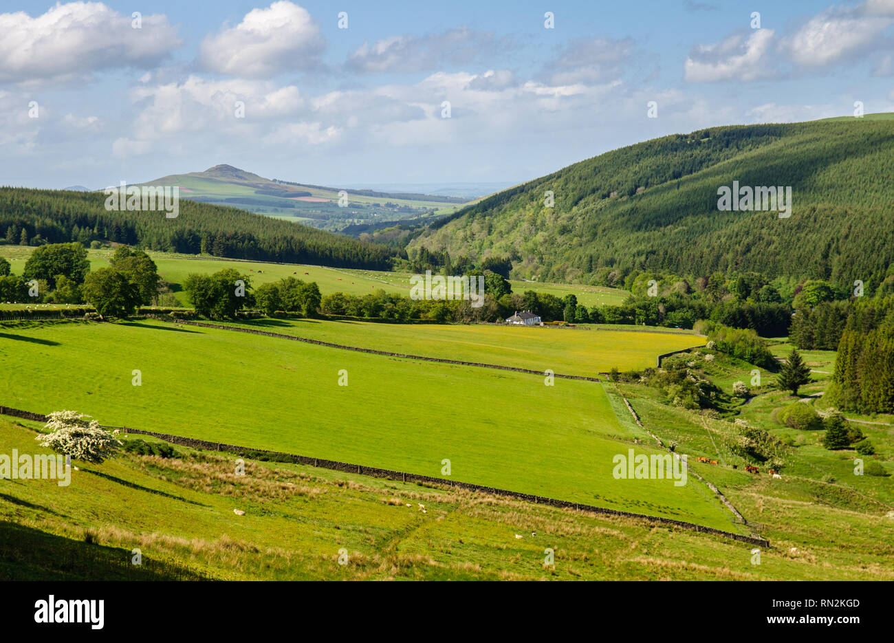 Les pâturages remplir une vallée à côté de l'Hyndlee Burn river, entouré par la forêt Wauchope sur les collines de la Southern Uplands dans les Scottish Bor Banque D'Images