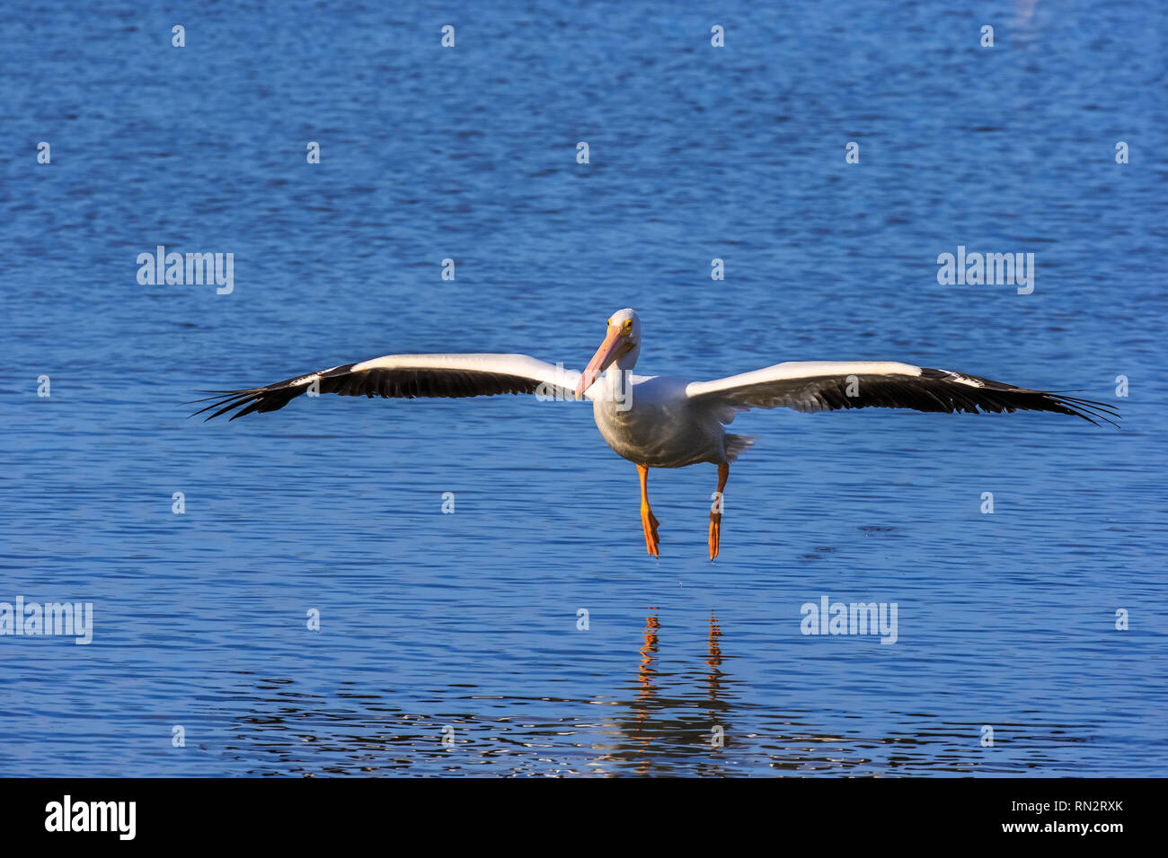 Un vol de pélicans blancs (Pelecanus erythrorhynchos) un grand oiseau planeur aquatique Banque D'Images