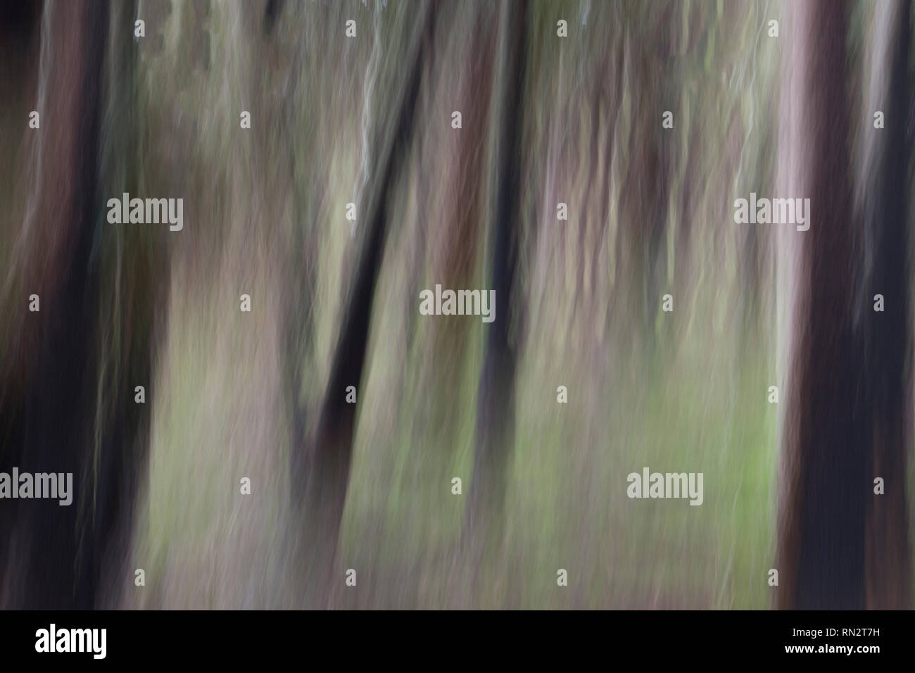 Abstract motion blurred dark sombre des arbres dans les bois Banque D'Images