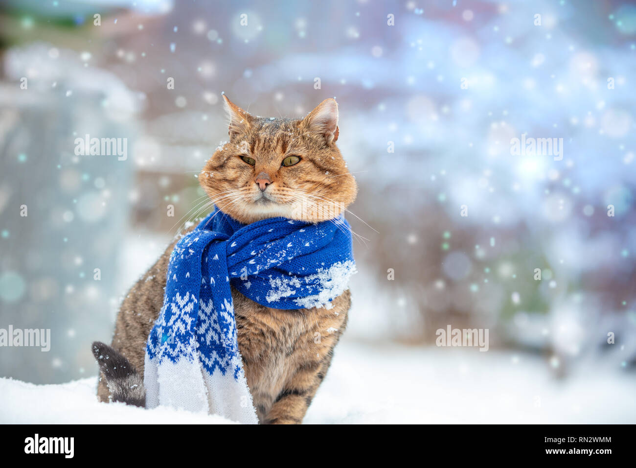 Portrait d'un chat avec un voile en hiver enneigé près de sapin Photo Stock  - Alamy