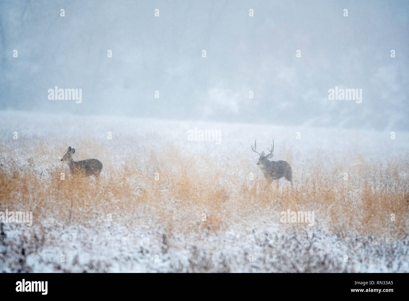 Rocky Mountain le Cerf mulet (Odocoileus hemionus hemionus), Bosque del Apache National Wildlife Refuge, Nouveau Mexique, USA. Banque D'Images