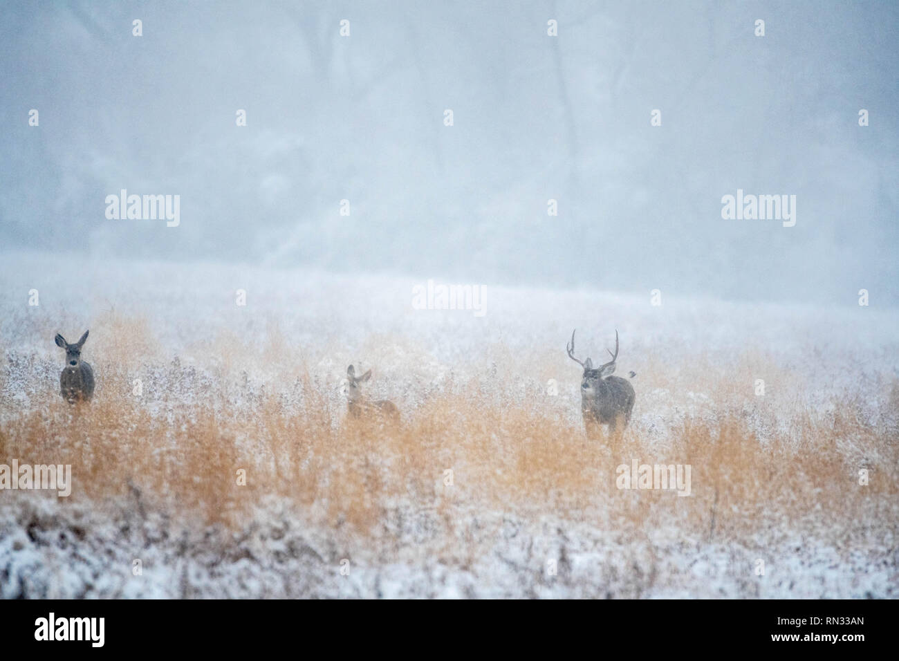 Rocky Mountain le Cerf mulet (Odocoileus hemionus hemionus), Bosque del Apache National Wildlife Refuge, Nouveau Mexique, USA. Banque D'Images