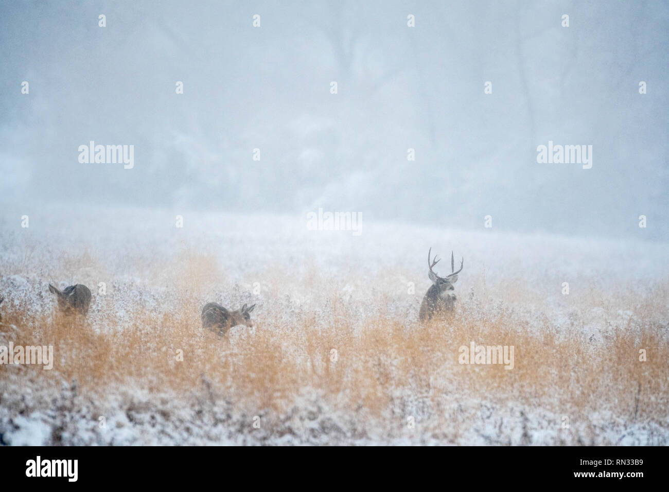 Rocky Mountain le Cerf mulet (Odocoileus hemionus hemionus), Bosque del Apache National Wildlife Refuge, Nouveau Mexique, USA. Banque D'Images