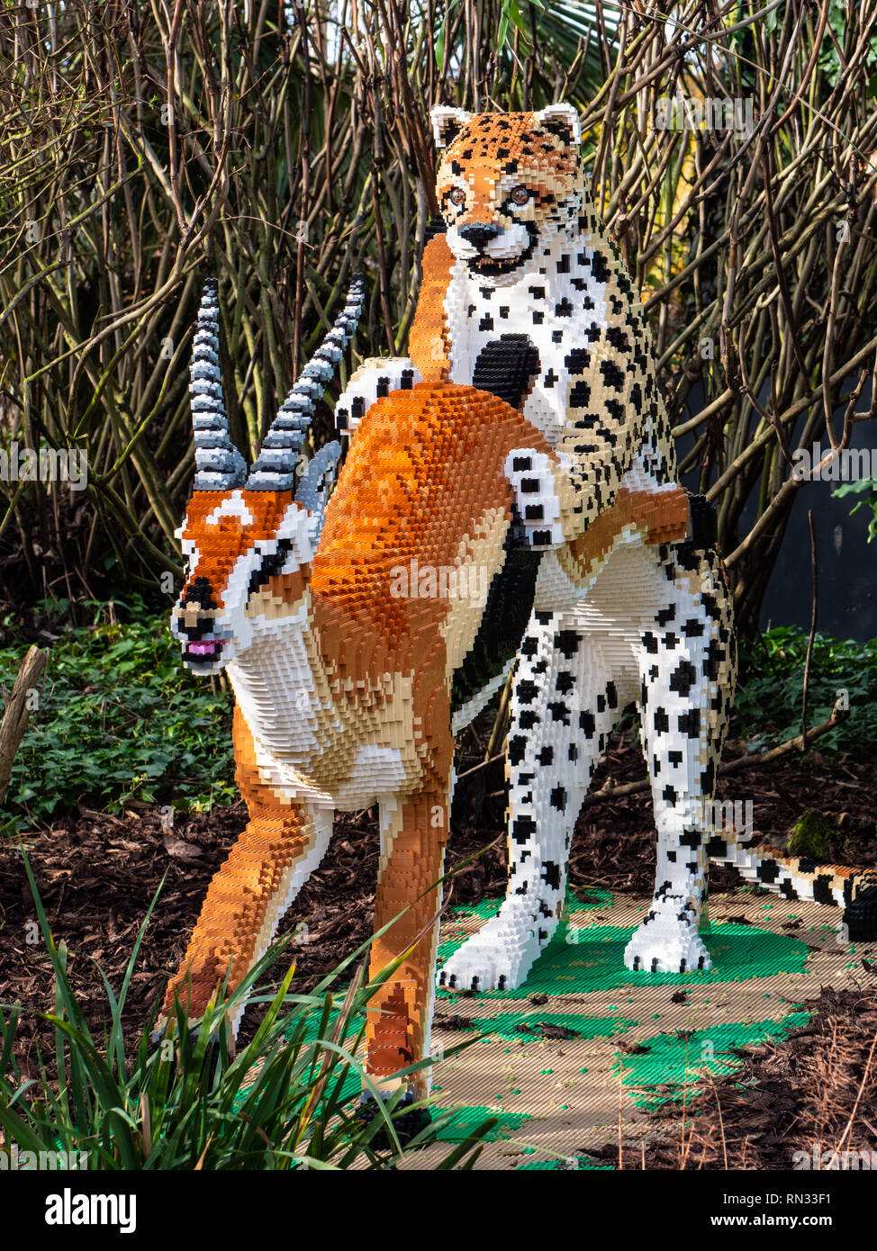 Cheetah contracte une impala, l'un des grands félins Lego lifesize au Zoo de Chester Banque D'Images