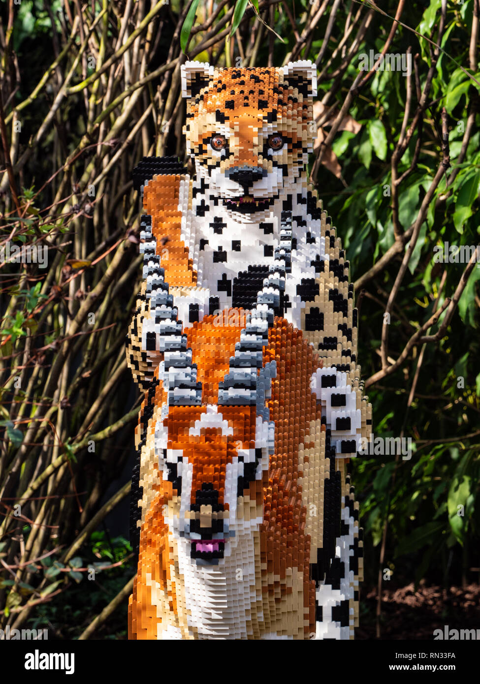 Cheetah contracte une impala, l'un des grands félins Lego lifesize au Zoo de Chester Banque D'Images