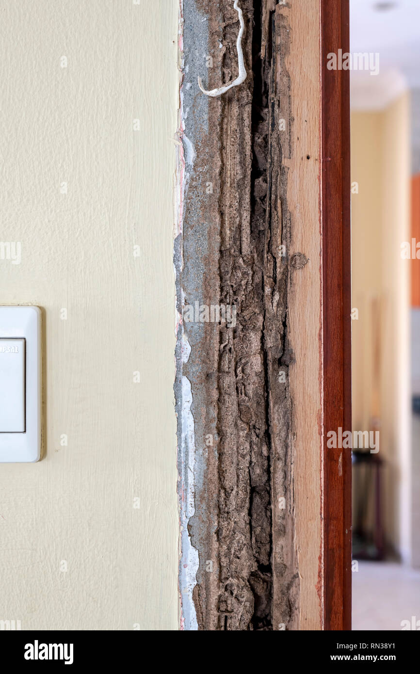 Plinthe Bloc d'une porte endommagé par des termites (après traitement) Banque D'Images