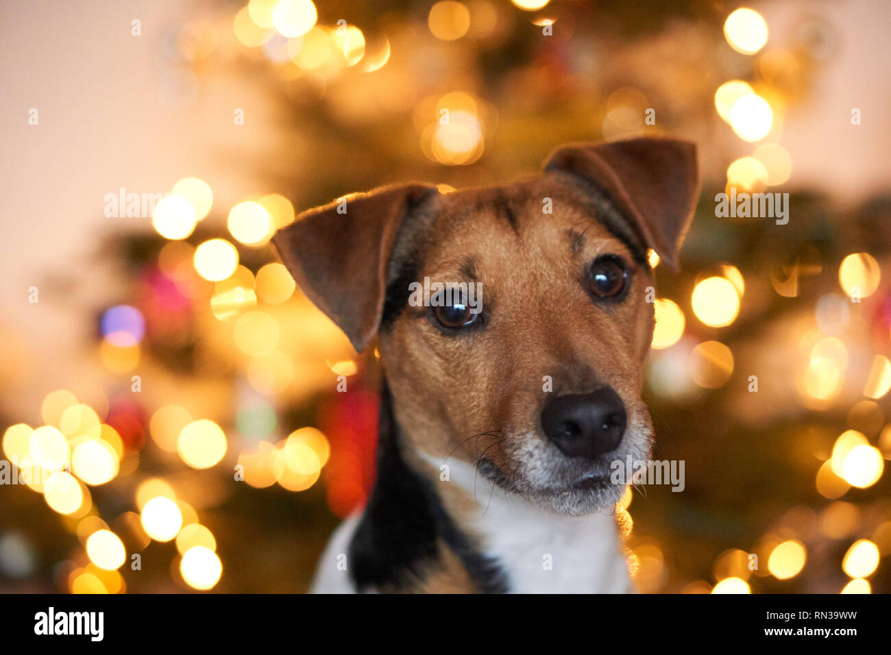 Sweatshirt Jack Russell Terrier Sapin De Noël - Design Humoristique Chien - Sweat Coupe Classique 241 G - Cadeau Pour Amoureux Des Chiens - 11