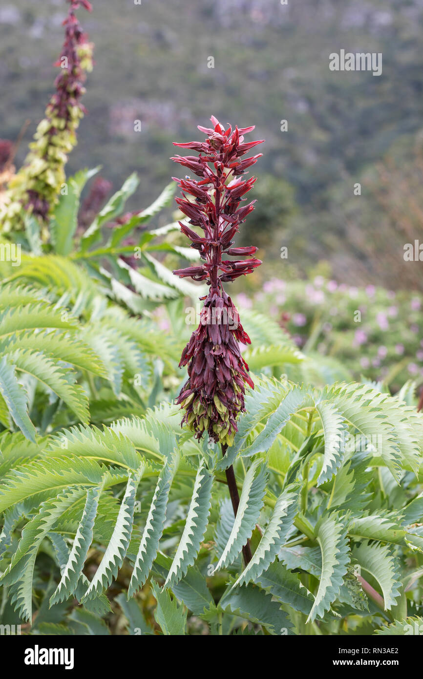 Fleur de miel, Touch-Me-pas, Melianthus major, jardins botaniques de Kirstenbosch Graden, Western Cape, Afrique du Sud, collante, riches en nectar, de resupination rose ... Banque D'Images