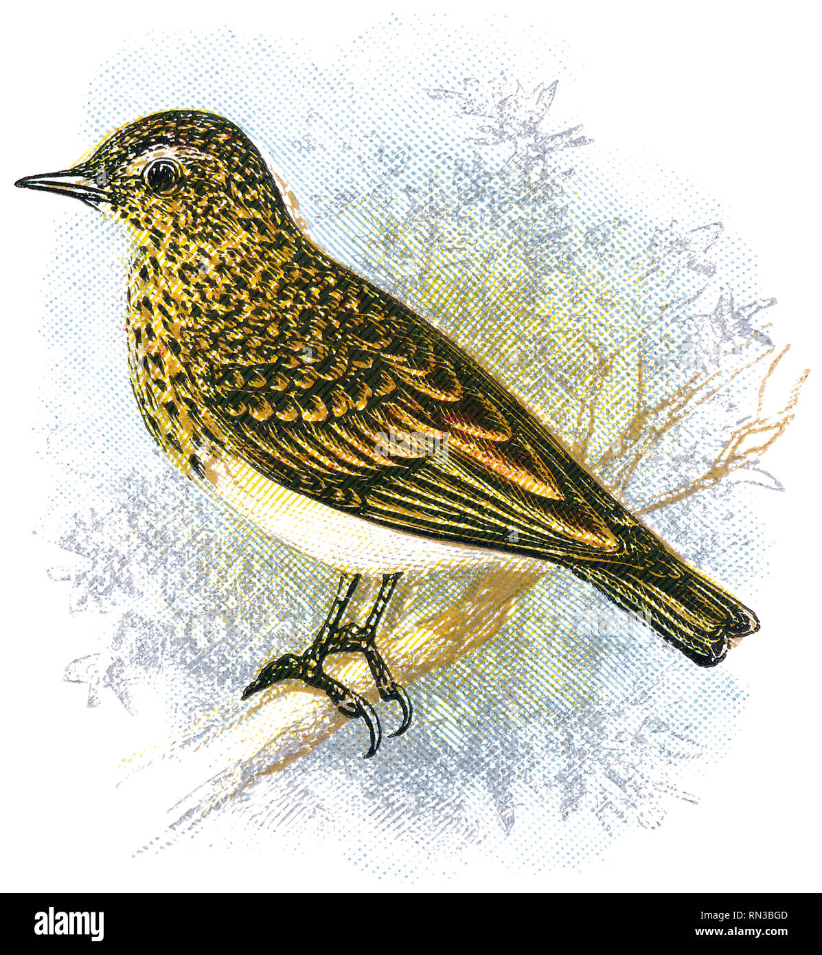 1898 Gravure couleur d'un bois lark (Lullula arborea). Banque D'Images