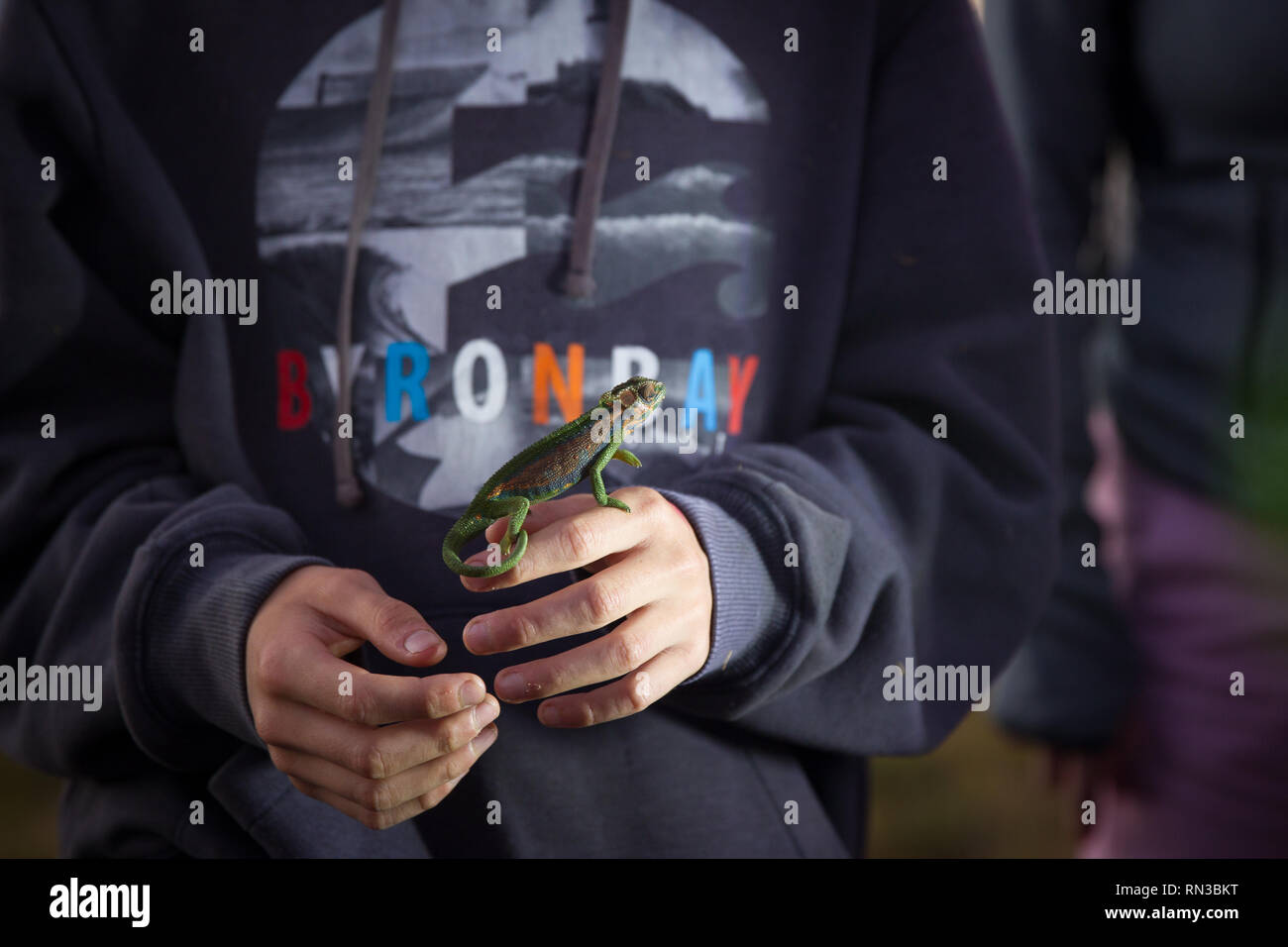 Cape caméléon nain, Bradypodion pumilum, sont endémiques à l'Afrique du Sud mais sont négociés, souvent illégalement, dans le commerce international des animaux de compagnie. Ils vivent en f Banque D'Images