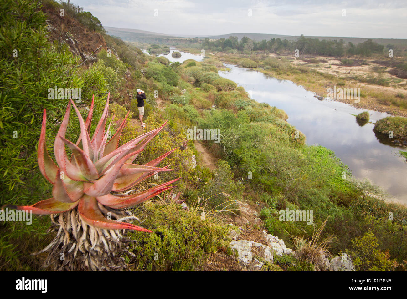 Un jeune homme cherche des oiseaux le long de la rivière Breede, Parc National de Bontebok, Western Cape, Afrique du Sud, où l'observation des oiseaux et la randonnée sont populaires. Banque D'Images