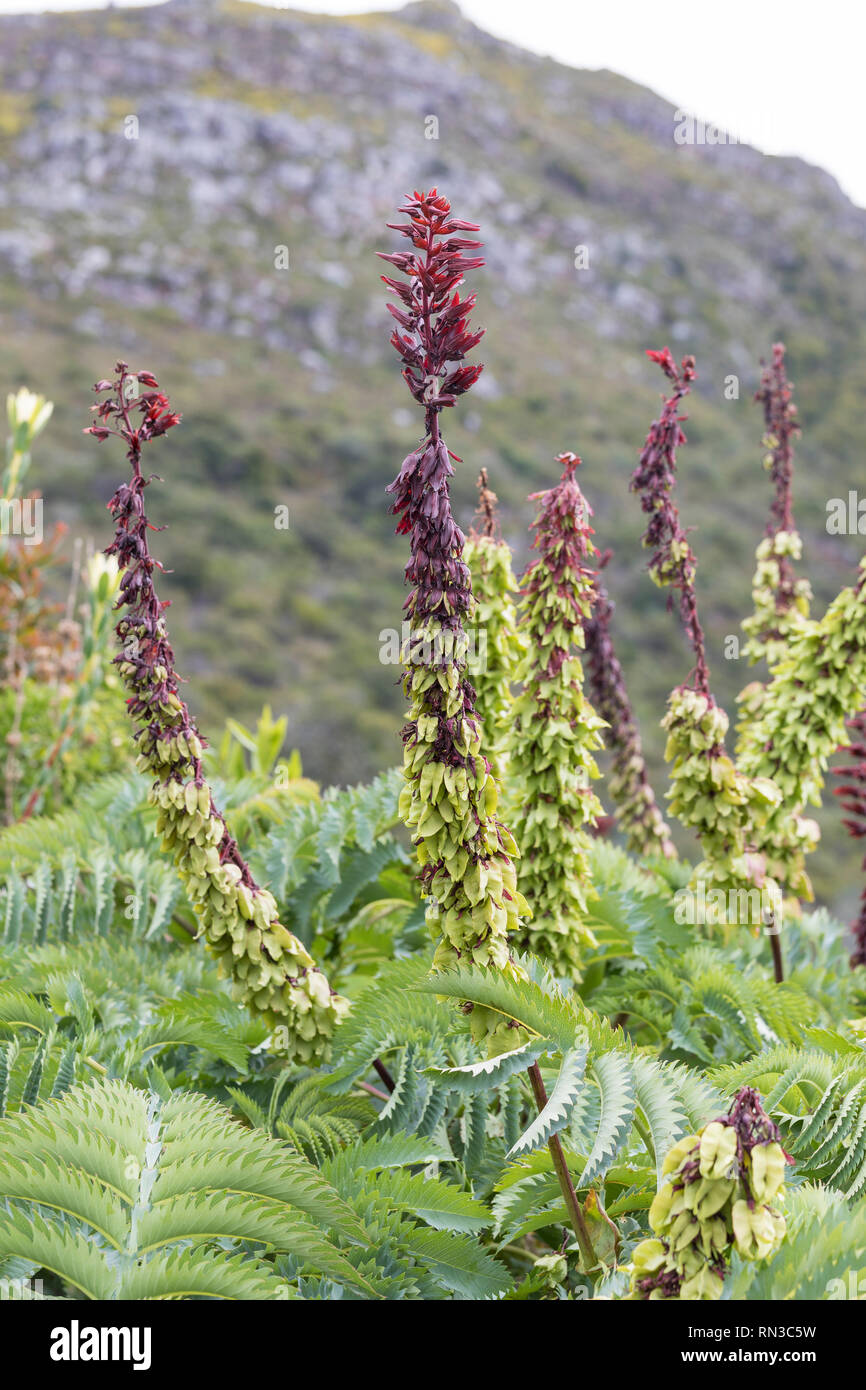 Fleur de miel, Touch-Me-pas, Melianthus major, Kisrtenbosch Botanical Graden, Western Cape, Afrique du Sud, collante, riches en nectar, de resupination rose ... Banque D'Images Fleur de miel, Touch-Me-pas, Melianthus major, Kisrtenbosch Botanical Graden, Western Cape, Afrique du Sud, collante, riches en nectar, de resupination rose ... Banque D'Images