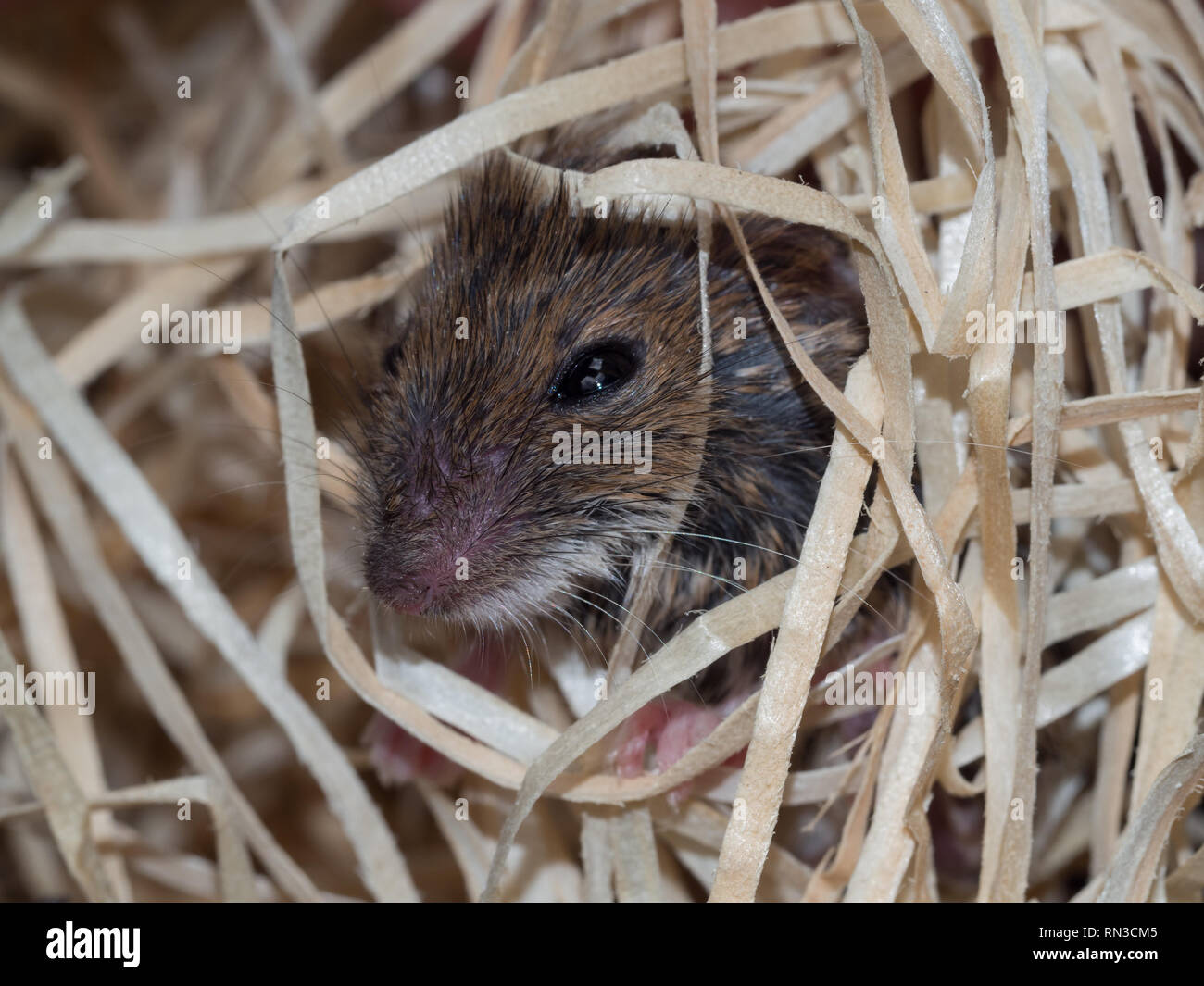 Souris dans la laine de bois Banque D'Images