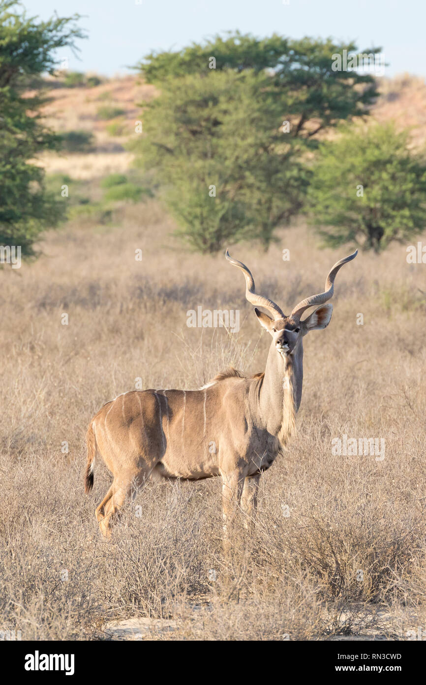 Bull, grand koudou Tragelaphus strepsiceros, Kgalagadi Transfrontier Park, Northern Cape Afrique du Sud à l'aube vue du côté d'alerte dans les prairies avec acacia Banque D'Images