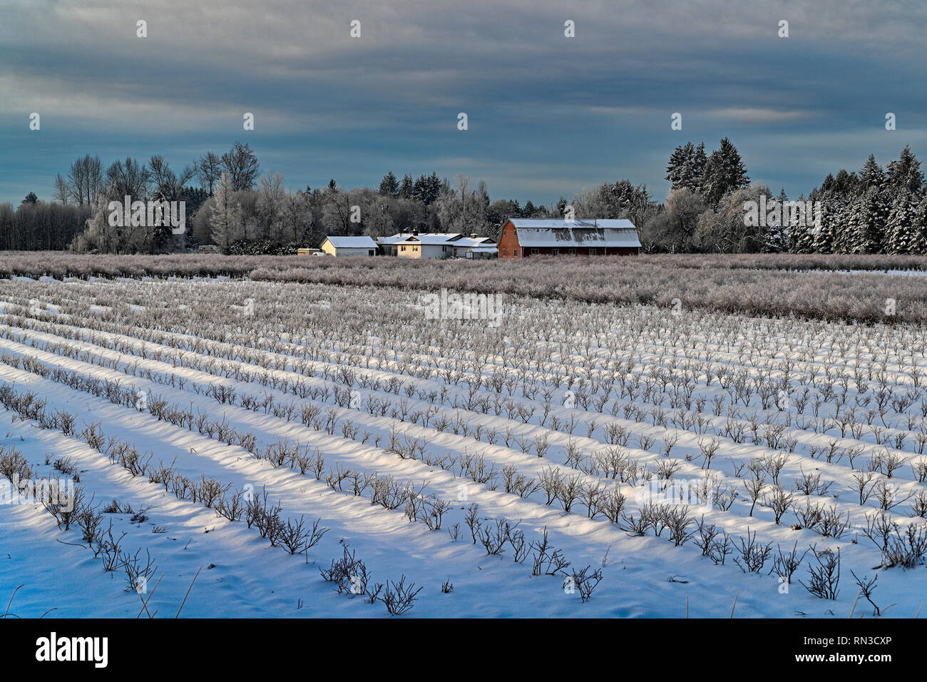 La neige a couvert les champs agricoles, Pitt Meadows, Colombie-Britannique, Canada Banque D'Images