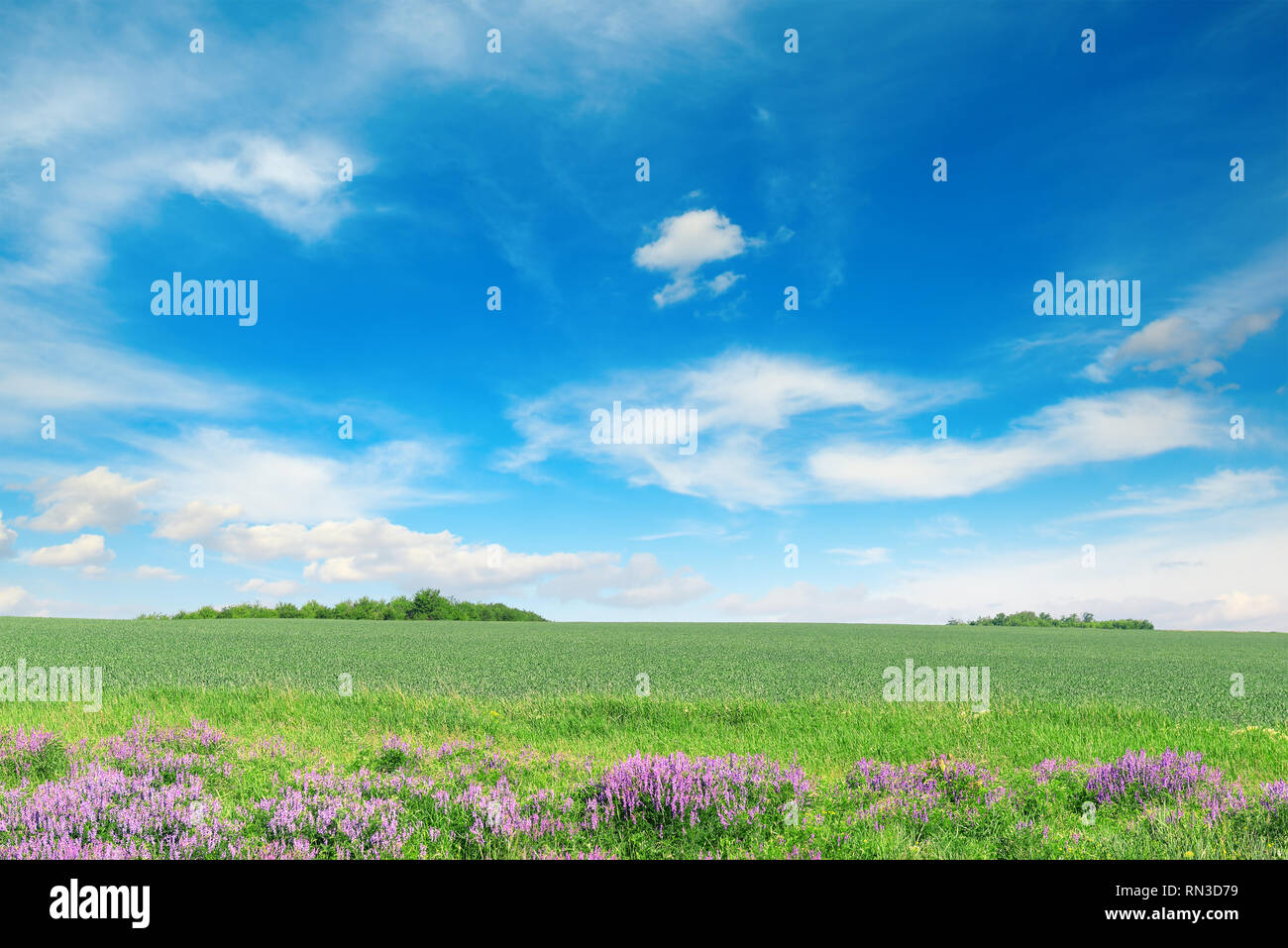 Champ de blé de printemps vert et bleu ciel. Copy space Banque D'Images