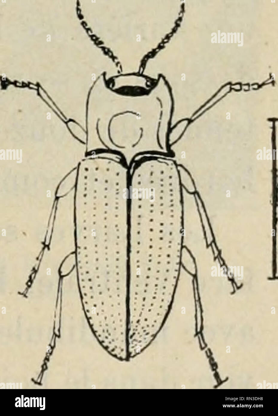 Insecte Brun Banque d'image et photos - Alamy