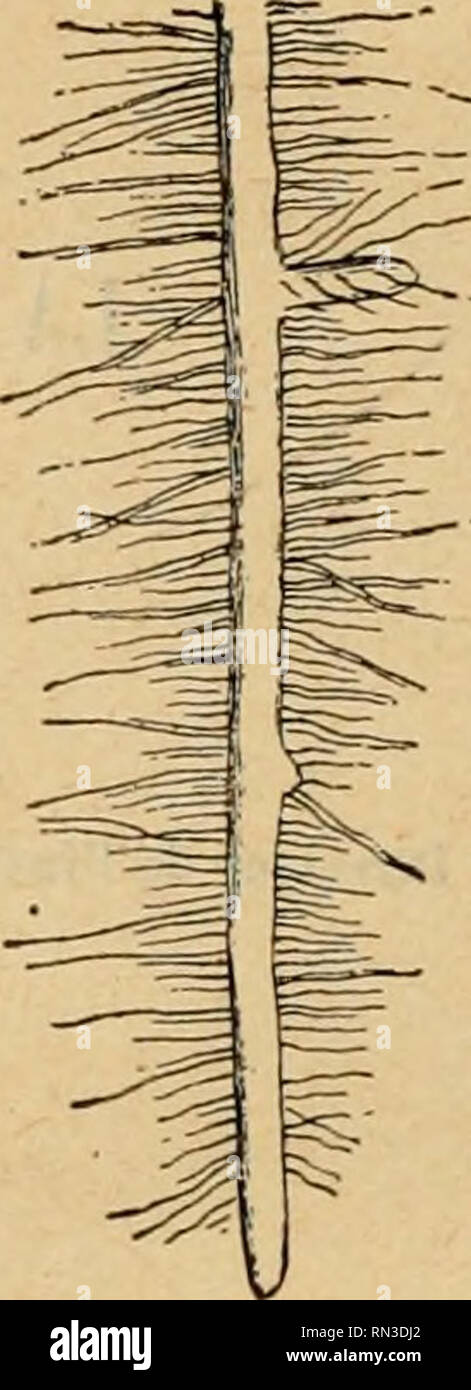 . Annales de la science agronomique française et trangre. L'agriculture ; l'Art -- France ; postes de l'expérience de l'Agriculture -- France. La SIF. 1. Fig. 2. Fi-. 3. Fig. 1. - Asp3ct général d'une mycorliize (d'après Frank). Fig. 2. - Coupe transversale de la rat-ine du charme montrant les mycorhizes. Fig. 3. - Mycorhizes du Pin disposée. ? comme dea poils radicaux (d'après Frank). (Ces gravures ont été extraites de l'article &Lt ;" Myeorhizes » publié par le D' P. Vuillemin, dans la Revue générale des sciences pures et appliquées, l'c année, p. 32B.) altérer leur contenu ni do, comme plusieurs auteurs Banque D'Images
