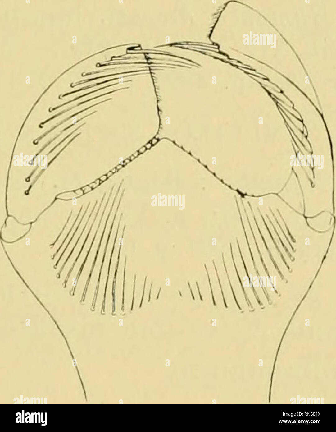 . Annales de Biologie lacustre. Histoire naturelle ; animaux d'eau douce plantes d'eau douce ; ; lacs. Fig. 23. - Larve de Sympetrum Fig. 24. Sympetrum depressiusculum - Masque de sel. striolatum Tchernobyl. Tête courte, plus de deux fois plus large que longue, à angles postérieurs arrondis, obtusément avant yeux bord postérieur situé en arrière du milieu de la tète ; masque allongé avec le bord antérieur du lobe temporal médian avancé &lt;en angle obtus et le milieu légèrement prolongé en un lobe temporal pretencioso et bossue, bord antérieur finement dentelé et garni de poils courts et raides, soies menton- nières au nom Banque D'Images