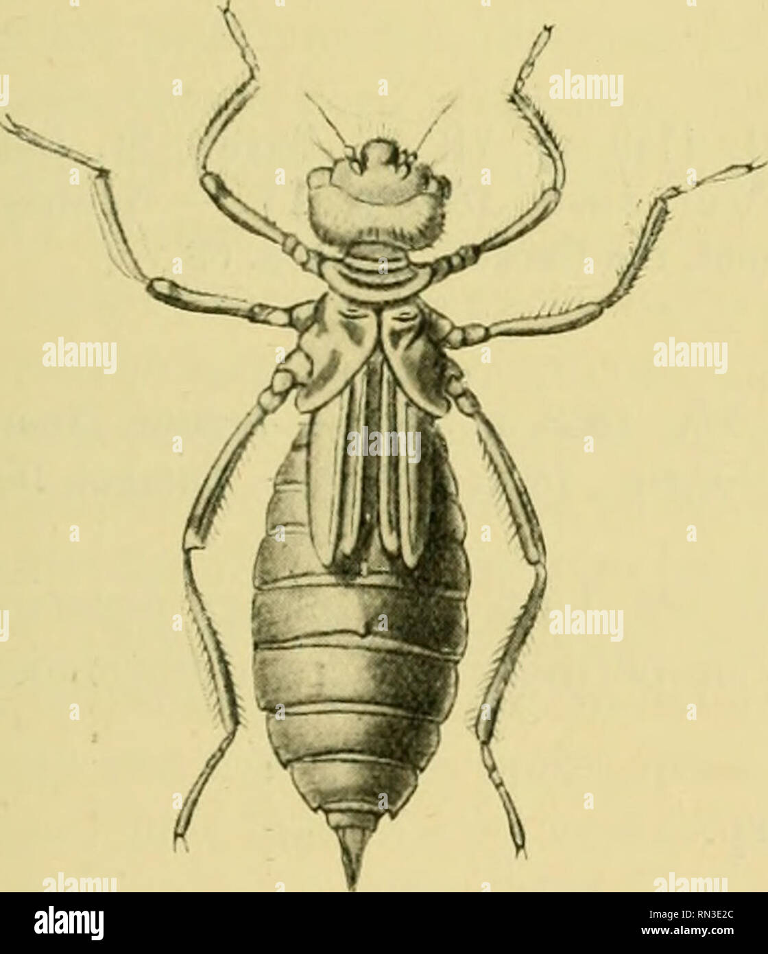 . Annales de Biologie lacustre. Histoire naturelle ; animaux d'eau douce plantes d'eau douce ; ; lacs. - Sympetrum 335 vis Neuvesm. Neuf espèces de ce genre habitenl L'Europe, sur les nymphes connait de six d'entre elles, je n'ai malheureusement vu que quelques exemplaires de nymphes appartenanl à quatre espèces seulement. Je ne puis donc donner les caractères génériques des larves de Sympetrum, ni donner un tableau analytique des espèces, je reviendrai sur ce altérieuremenl genre lorsque je serai en possession- sion d'un matériel plus complet. Sympetrum depressiusculum Sel. Nymphe : Rousseau, Ann. Soc. Ent. Belg Banque D'Images