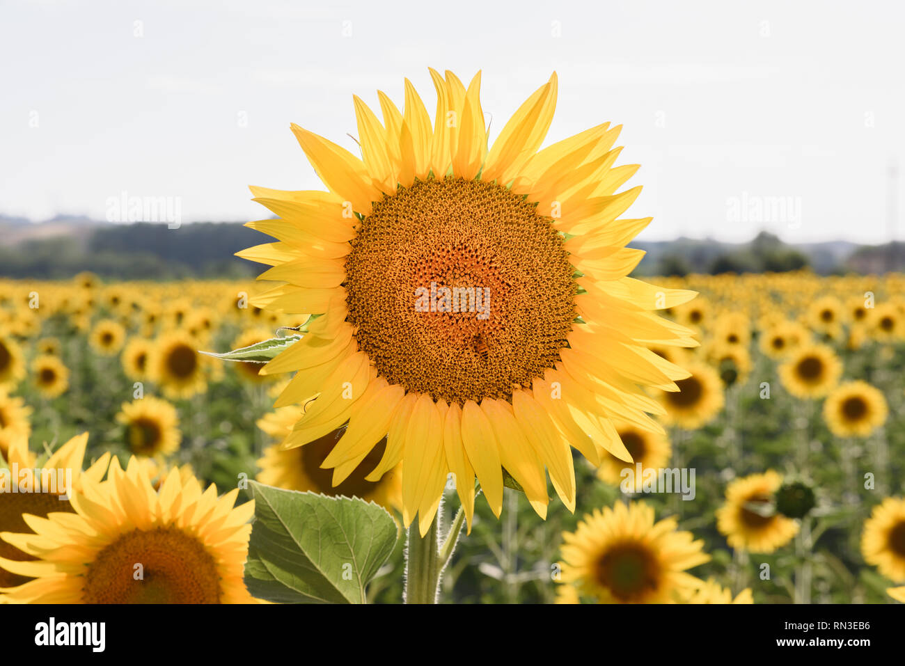 Champ de tournesols avec une seule fleur debout la tête en avant et au-dessus de l'autres. Le tournesol possède une abondance d'avantages pour la santé. L'huile de tournesol s'améliore Banque D'Images