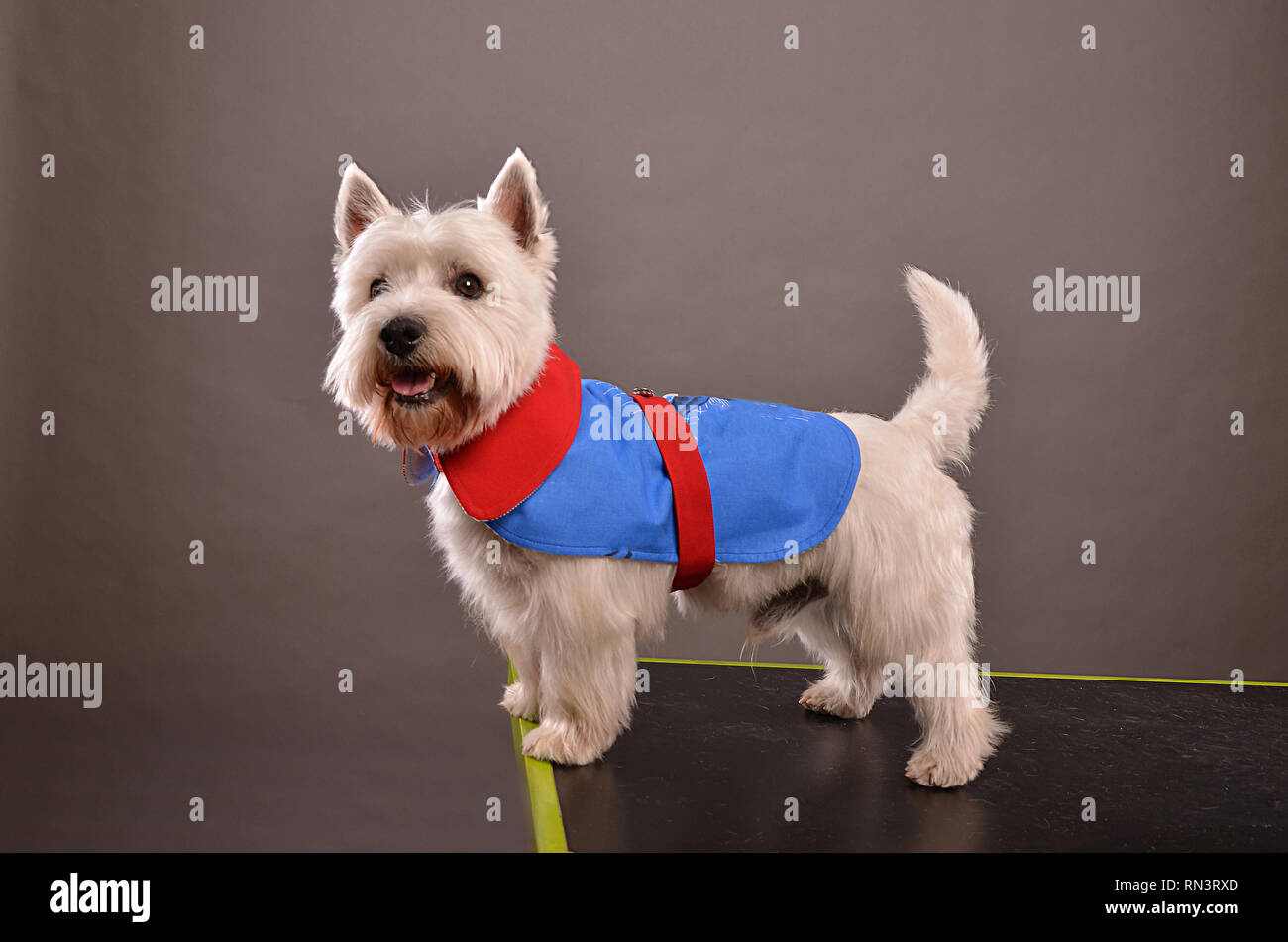 Jeune chien Westie ou West Highland Terrier, debout sur table en studio, posant en rouge et bleu, fond gris Banque D'Images