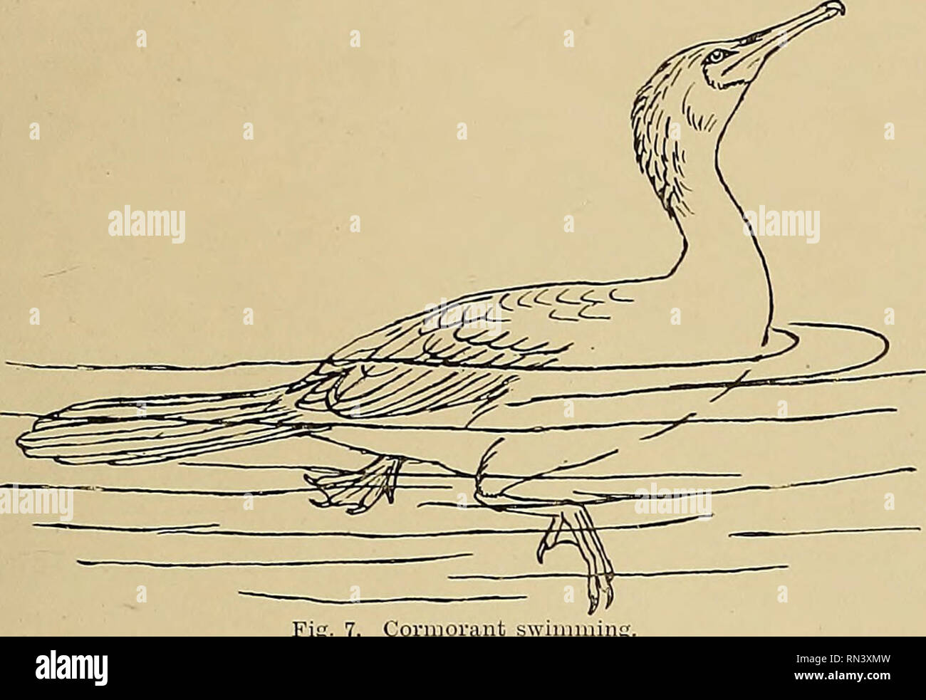 . La vie animale et le monde de la nature ; un magazine d'Histoire Naturelle. La démarche et le vol des oiseaux 321 proportionnelle à leur majorité, ils seraient encore en mesure d'intervenir sur l'aile sur le compte de l'incidence disproportionnée de la difficulté à leur grande taille serait la cause ; et nous n'avons aucune preuve que n'importe quel oiseau capable de voler n'a jamais existé même de la taille de l'EEES. En même temps, il faut garder à l'esprit que parfois, en tout cas, les gros oiseaux peut monter assez facilement ; ainsi, Alexander Mack affirme que la grande outarde indienne edioardsi {Eupodotis), qui peuvent atteindre une envergure de 2,40 mètres et un poids de nearl Banque D'Images