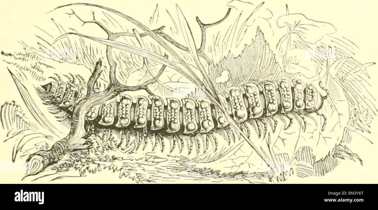 . Animer la création : populaires édition de "Notre monde vivant" : une histoire naturelle. Zoologie Zoologie ;. Le crayon-queue. Ligne 525 traversant le milieu de la sous la surface, et que, lorsque la créature est la marche, leurs extrémités ne dépassent pas les bords de la shelly couvrant. Comme l'armadillo-cloporte, le COMP-millepede était autrefois utilisé en médecine, pb- bien parce qu'il ressemble un peu comme une pilule, et peut être trouvé entre l'ancien stock de médicament, les GIST, mélangé avec le véritable ai'madillo. Ces deux êtres humains se nourrissent de la même sous- positions, à savoir, des animaux en décomposition et veget Banque D'Images