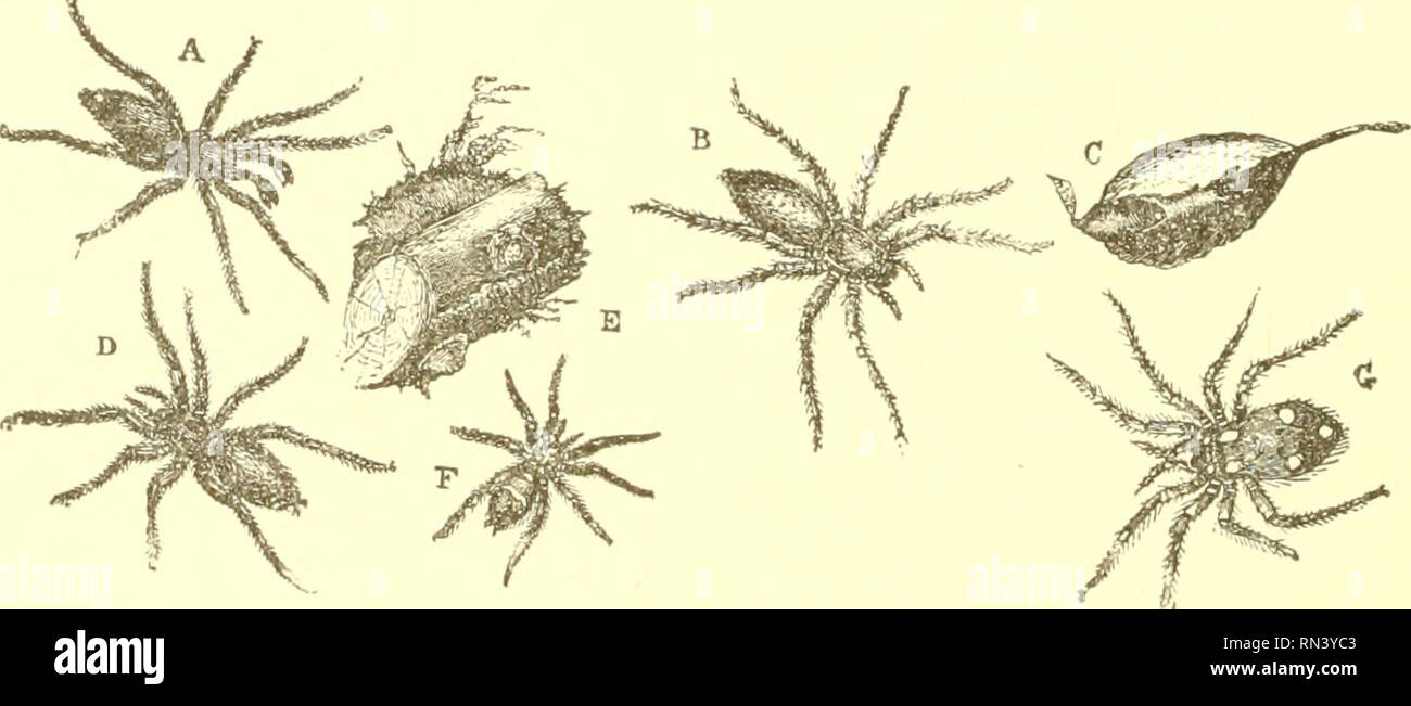 . Animer la création : populaires édition de "Notre monde vivant" : une histoire naturelle. Zoologie Zoologie ;. 504 DRASSID^. Le laniily Drassidpe est de la répandre sur la plus grande partie du monde. Ils ont tous une habitude assez remarquable de dissimuler eux-mêmes, et non dans des trous ou des crevasses, mais dans les cellules, de soie filée par eux-mêmes entre les feuilles, sous les pierres, dans les interstices entre des murs, et, in fine, où leur instinct les mène. Ils sont actifs creatui'es, et attraper leurs proies par chasse loyale, dans un cas même la poursuite de la victime sous la surface des watei^-. L'espèce indiquée à la Fig. B neve Banque D'Images