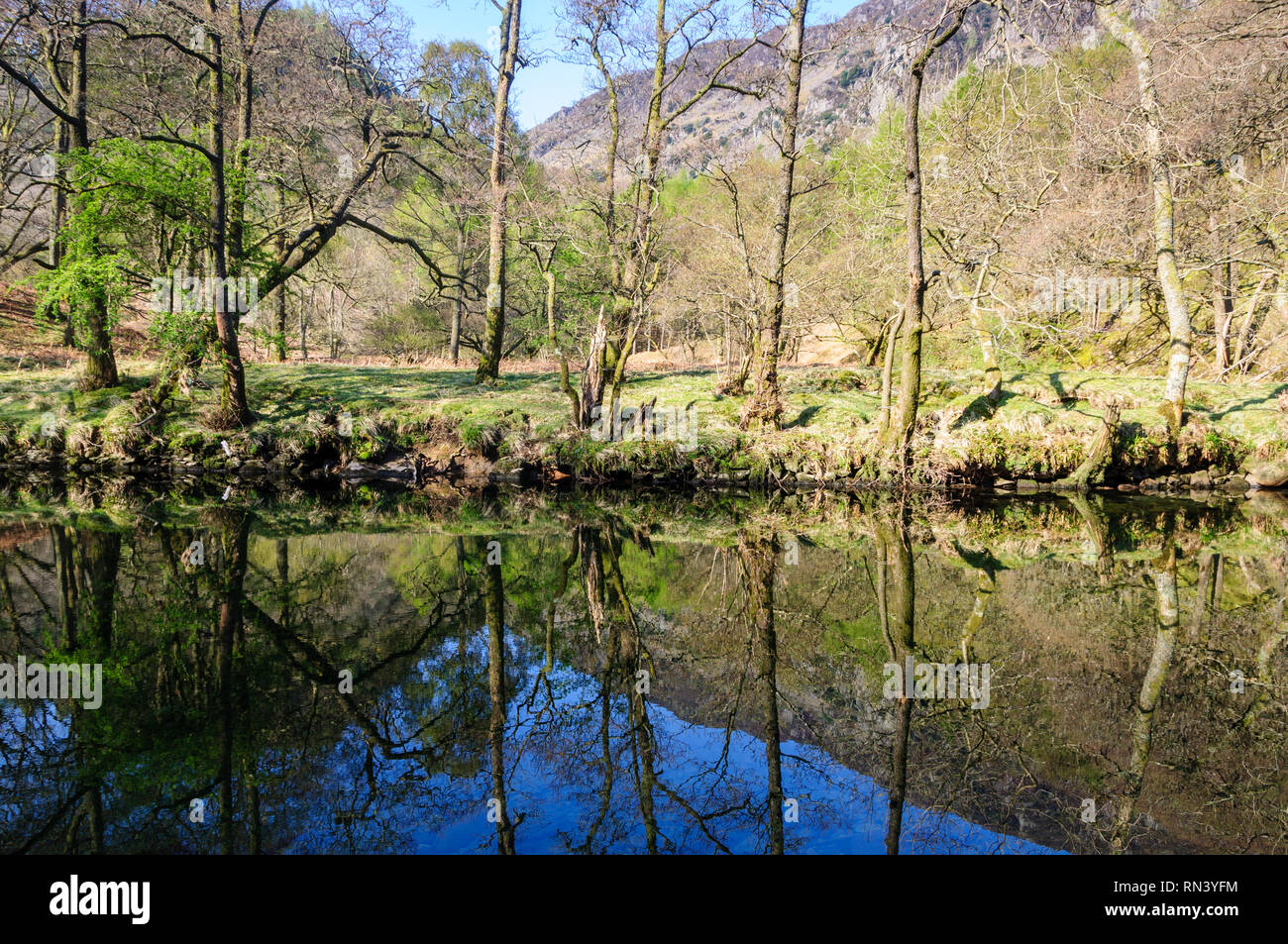 Les arbres forestiers montrant la première croissance au printemps se reflètent dans les eaux de la rivière Derwent in Borrowdale en Angleterre's Lake District National Park Banque D'Images