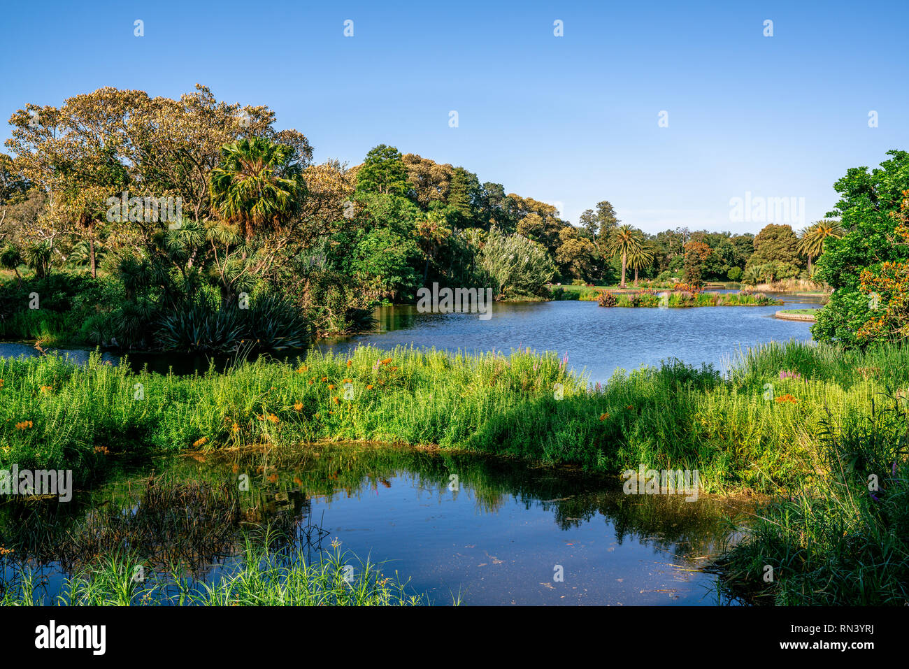 Vue sur le lac d'ornement avec arbres et de la nature dans les jardins botaniques royaux de Melbourne Australie Victoria Banque D'Images
