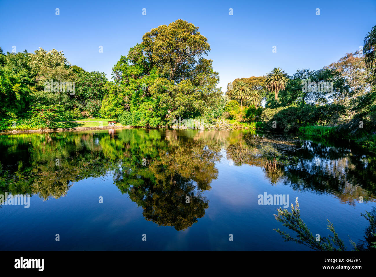 Vue sur le lac d'arbres ornementaux et réflexion sur l'eau aux jardins botaniques royaux de Melbourne Australie Victoria Banque D'Images