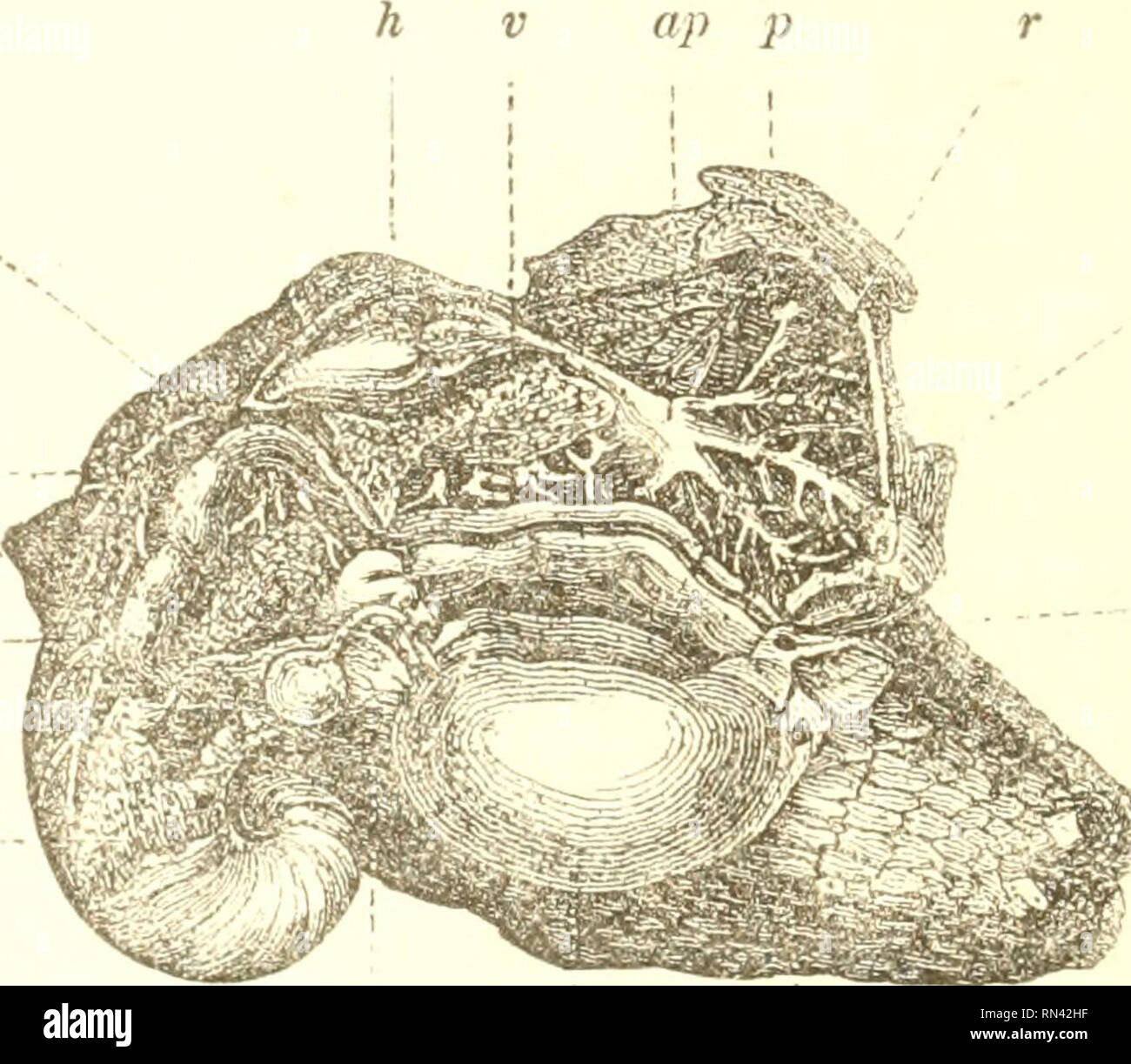 . Physiologie animale. La Physiologie, comparatif. 274 LA RESPIRATION DE L'atmosphère. 320. Chez les animaux dont le sang est faite d'agir directement sur l'air, nous avons l'habitude de trouver une disposition d'une sorte d'intro- réduire l'air dans l'intérieur du corps. Le plus simple est celui que nous avons rencontrez-en avec l'Escargot et autres gastéropodes terrestres ; et il se compose simplement d'un cayity {p, fig. l'i&gt;7), qui ressemble à celui dans lequel les branchies sont éliminés dans les mollusques aquatiques, mais avoir une libre communication avec. 5 d / Fiff. 157.-anatomie de l'Escargot. / Disque, musculaire ou à pied ; t, fentacula ; d, séparation à membrane Banque D'Images