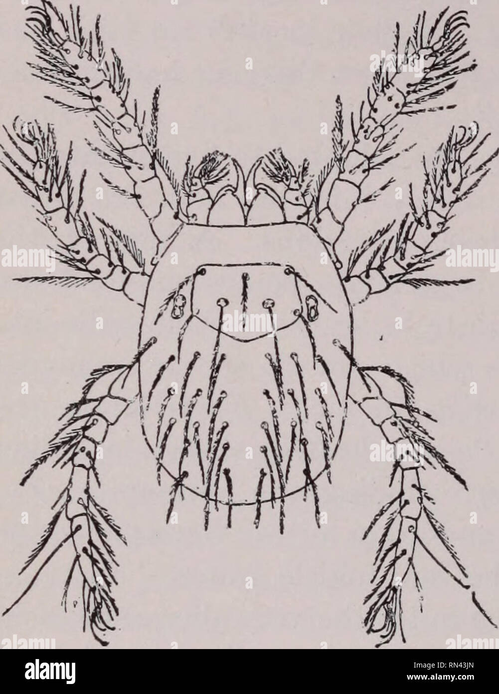 . Des parasites animaux et la maladie humaine. Les insectes vecteurs ; parasites ; les maladies parasitaires ; parasitologie médicale ; insectes en tant que porteurs de la maladie. 334 les morsures ou piqûres d'ACARIENS - il ne fait ni l'un ni l'autre. Pire encore, il chatouille." La récolte d'acariens adultes (Fig. 137) respectent la loi des membres de la communauté, et attaquer que des animaux tels que les poux, répondre- piliers et d'autres insectes. Ils hibernent dans le sol ou à l'abri des crevasses et au printemps pondent leurs œufs, plusieurs centaines de chacun, dans le sol ou parmi les feuilles mortes. Les œufs sont très petits, ronds et de couleur brunâtre, et étaient autrefois classifi Banque D'Images