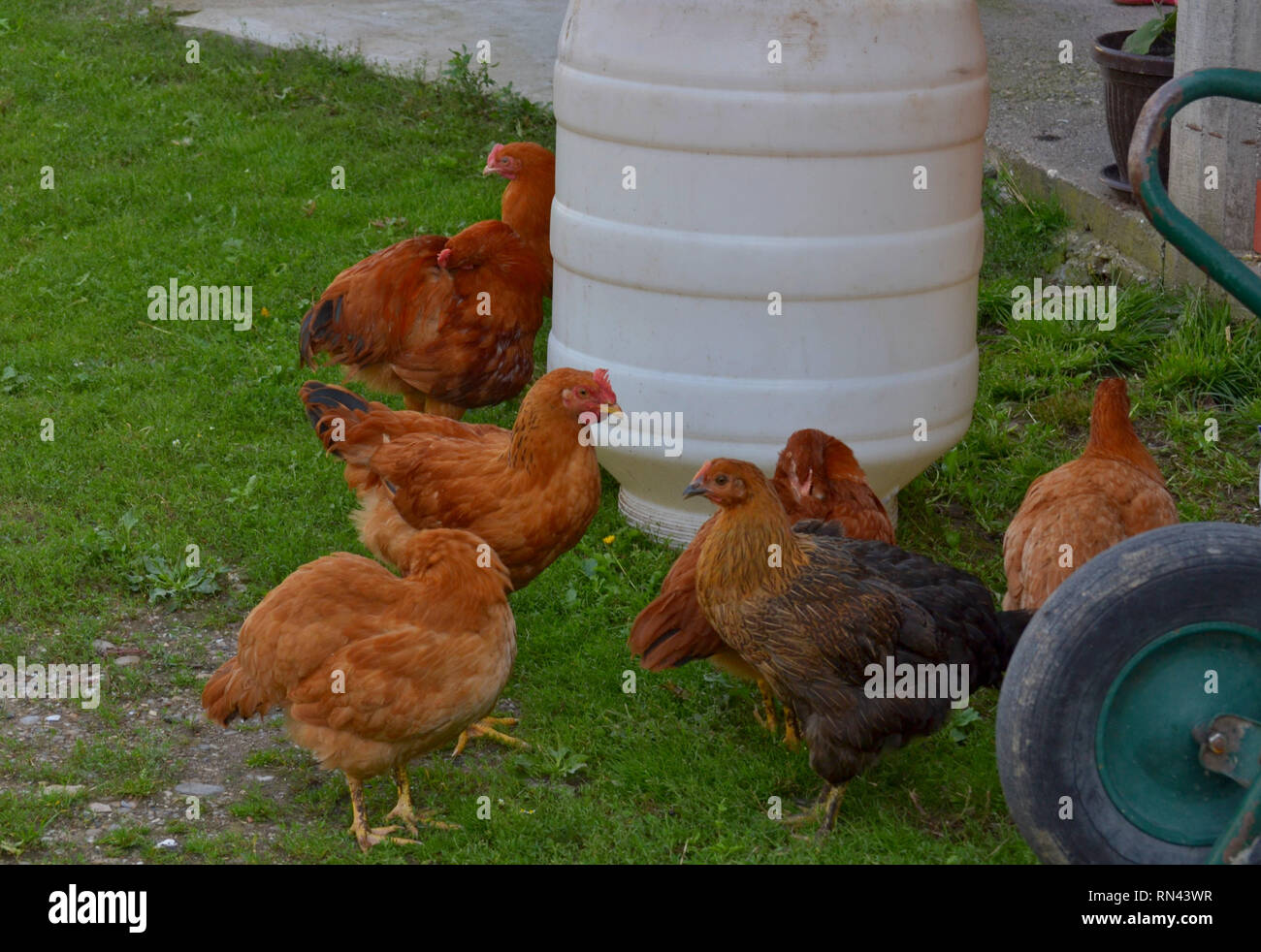 Faire dorer les poulets à aire libre sur l'herbe à la ferme, la volaille domestique, le gallus domesticus Banque D'Images