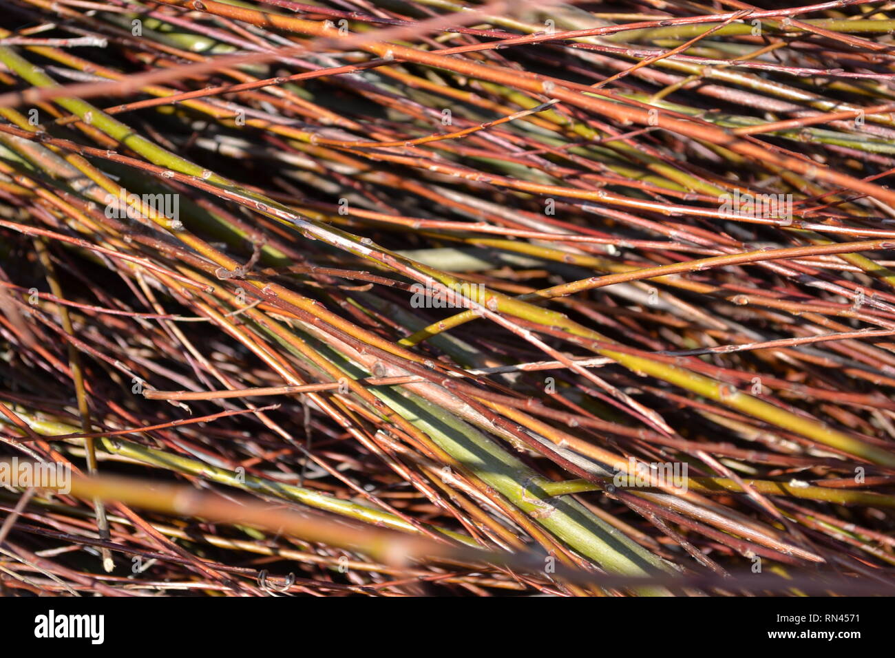 Un grand nombre de rameaux de saule, matières à tresser les paniers Banque D'Images