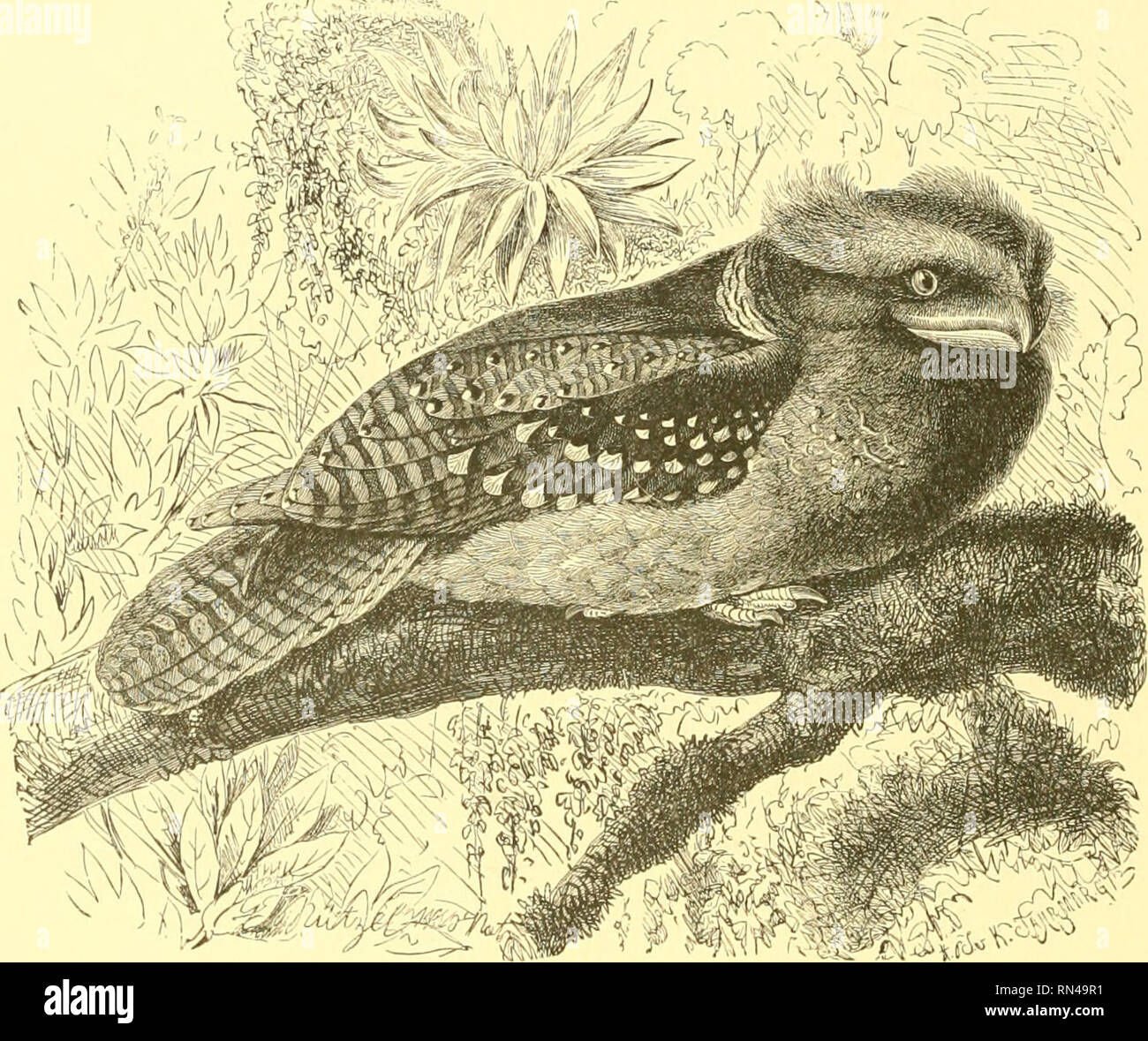 . Animer la création : populaires édition de "Notre monde vivant" : une histoire naturelle. Zoologie Zoologie ;. 96 L'engoulevent à ventre blanc. certains oiseaux, et est généralement trouvés dans les buissons sur les rives des rivières de la Nouvelle Galles du Sud. Son titre scientifique Podargus est plumiferus. La Chèvre New Holland-sucker est un très beau et très bien marqués, son plumage d'oiseaux étant richement tacheté de noir et marron uj^sur sa surface supérieure, tandis que la surface inférieure est rouillé jouer ici", curieusement bariolées avec buff. La queue est interdit avec des bandes plus foncées. Cet oiseau est très owl-comme dans son apparence et Banque D'Images