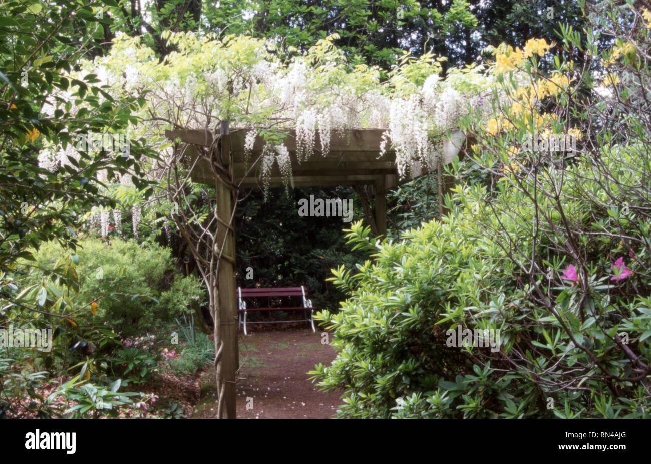 COUNTRY GARDEN SCÈNE AVEC GLYCINE BLANCHE CROISSANT SUR PERGOLA EN BOIS, NEW SOUTH WALES, Australie. Banque D'Images
