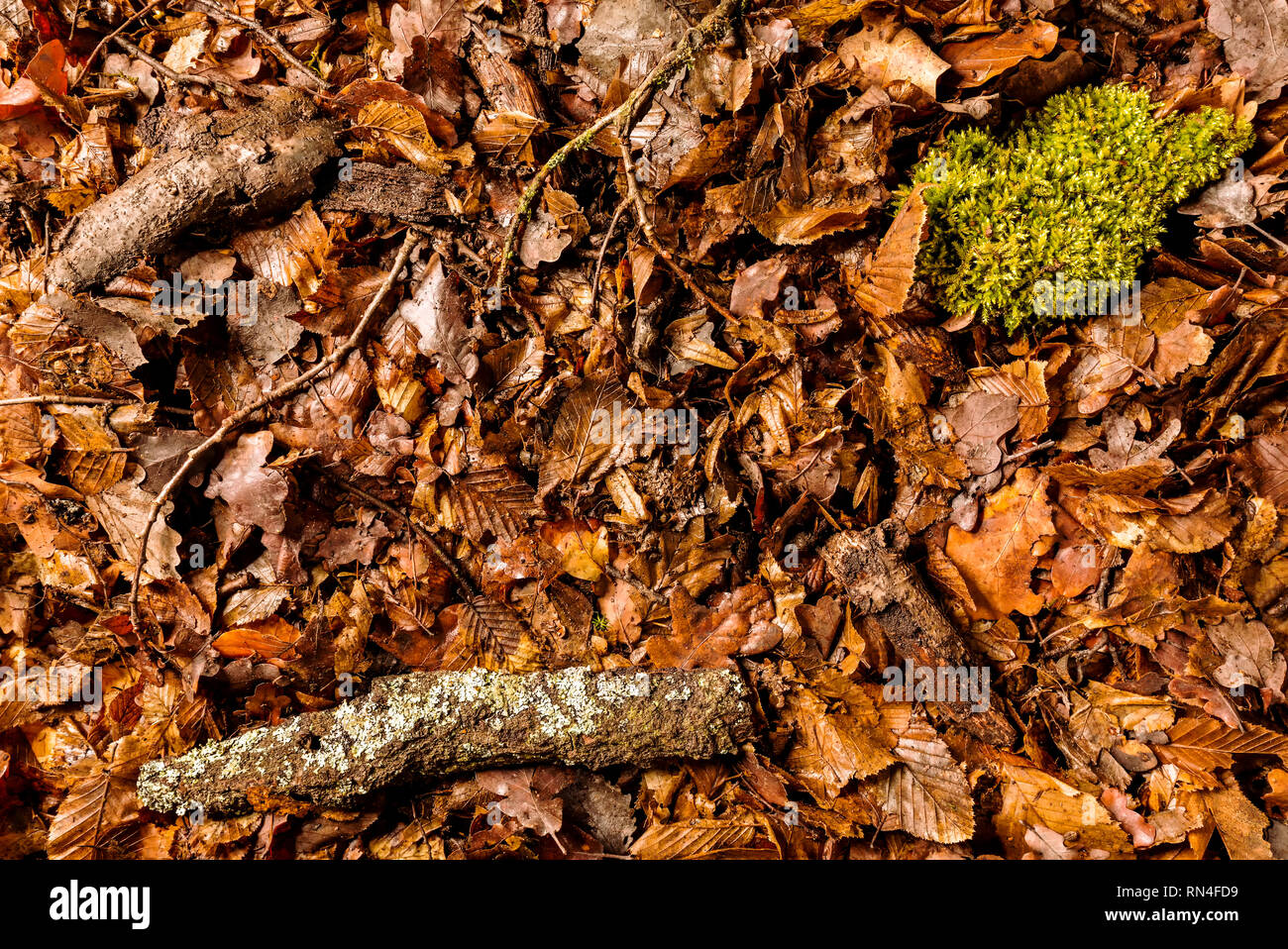Full Frame de la masse forestière avec des feuilles, de la mousse et les branches, vue de dessus Banque D'Images