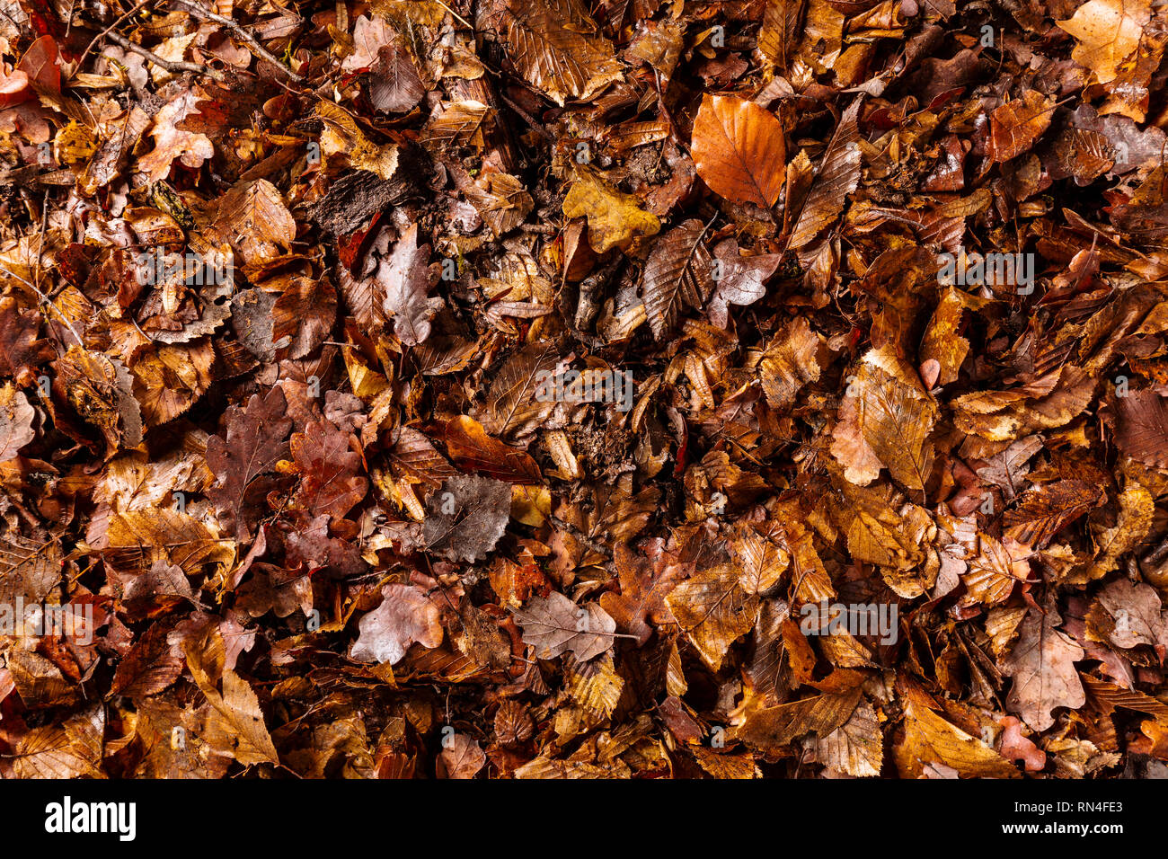 Full Frame de la masse forestière avec des feuilles et des branches, vue d'en haut Banque D'Images