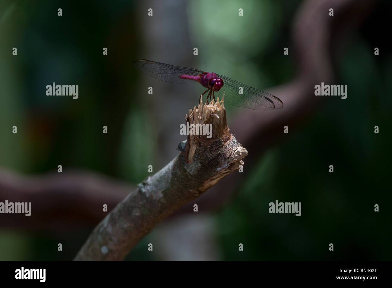 Se concentrer sur les ailes d'une libellule violet sur un brach dans environnement naturel Banque D'Images