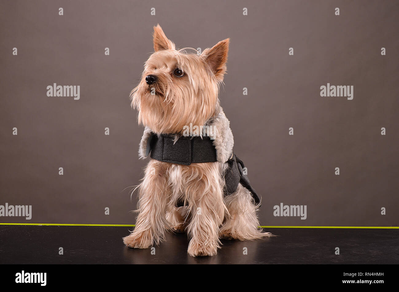 Les jeunes Yorkshire Terrier wearing jacket gris, studio shot, fond gris Banque D'Images