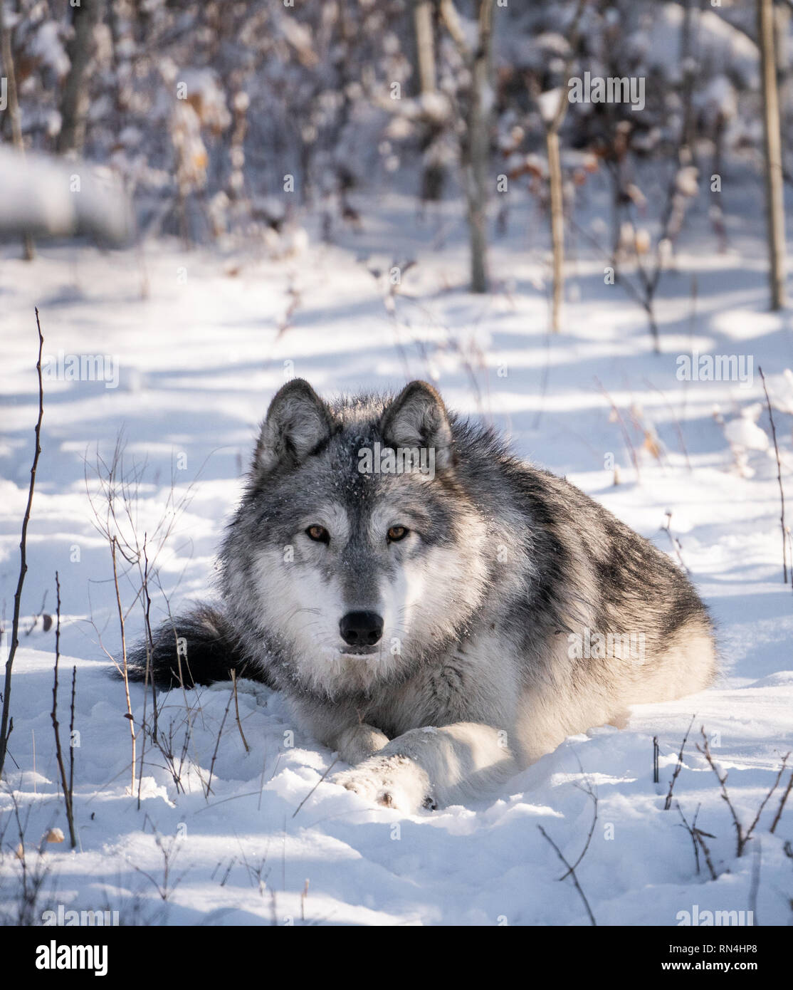 Chien Loup dans la forêt enneigée sur scène d'hiver d'une journée  ensoleillée Photo Stock - Alamy