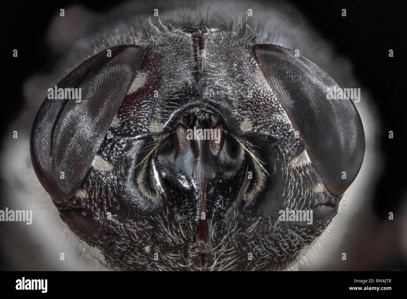 Botfly Visage & yeux composés, Cuterebra arizonae, Arizona Banque D'Images