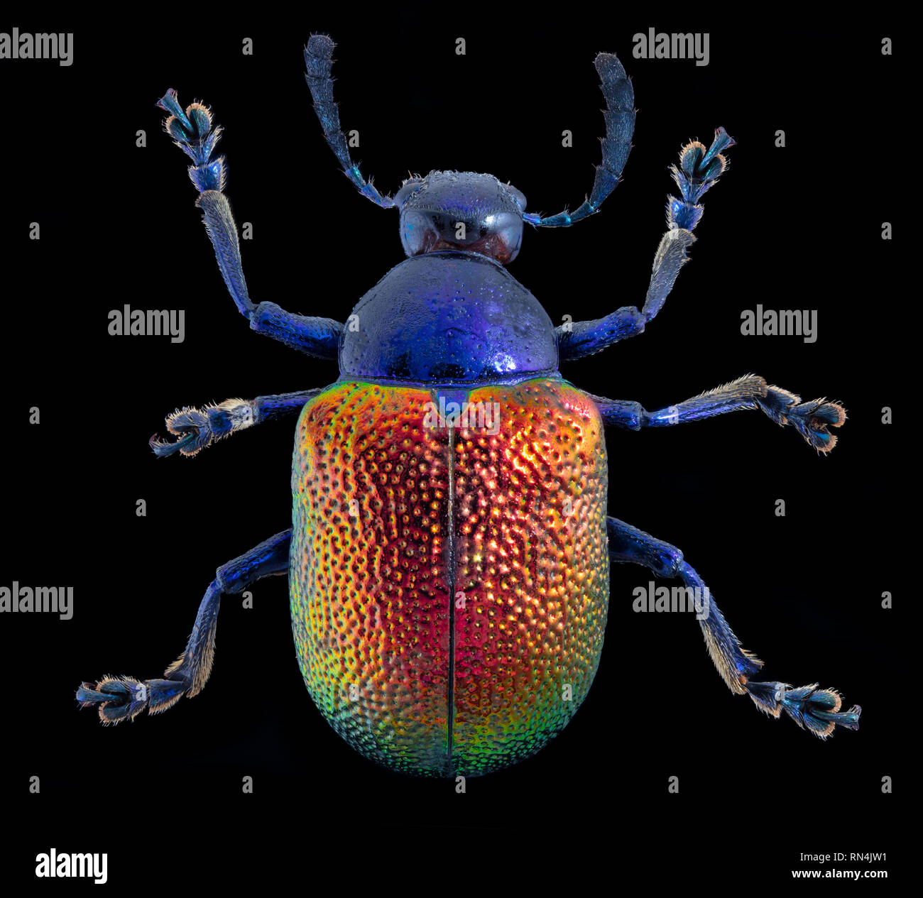 Insecte en java Banque de photographies et d’images à haute résolution ...