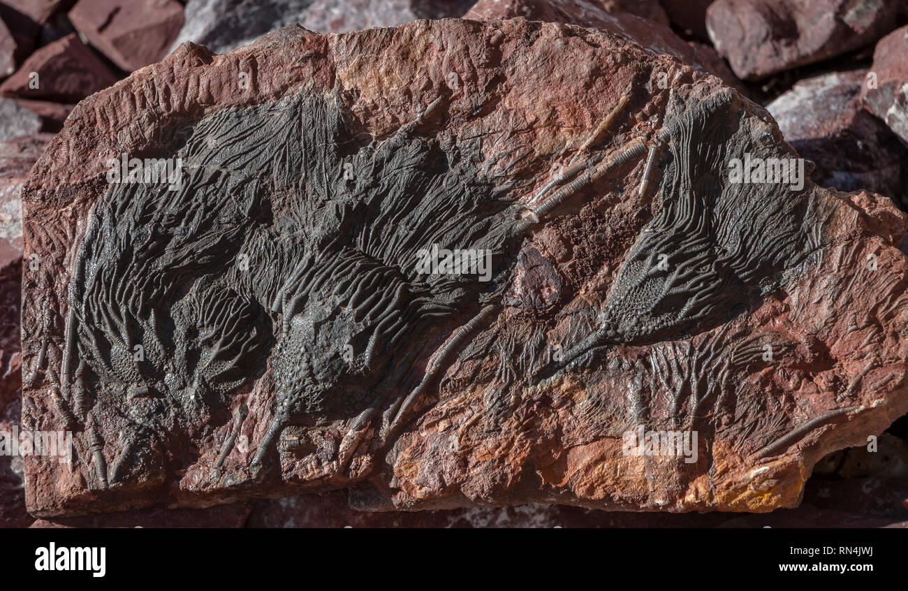 Scyphocrinites fossiles de crinoïdes, lys de mer, Maroc (Silurien supérieur de 420 millions d'années) Banque D'Images