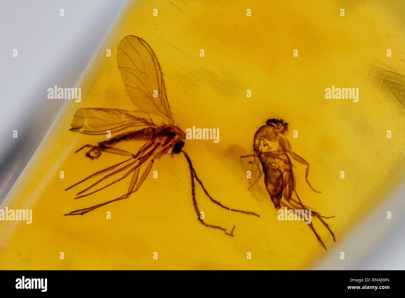 (Terreaux et fly) dans l'Ambre - Mycetophilidae, Colombie, Pléistocène Banque D'Images