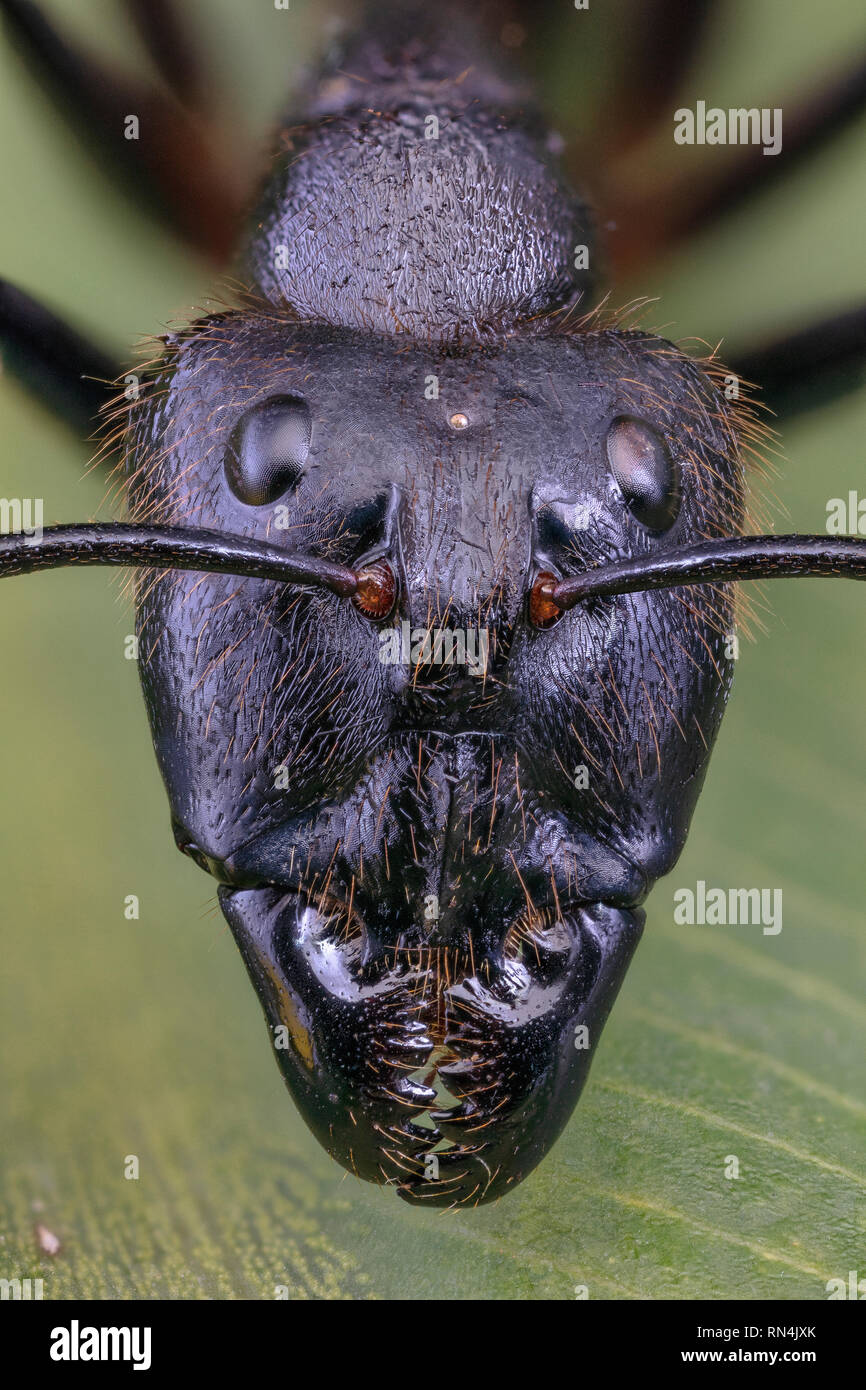 Forêt géant Ant, Camponotus gigas, Bornéo plus grande espèce de fourmis sur la terre… (tête est à environ 3/8 po de hauteur) Banque D'Images