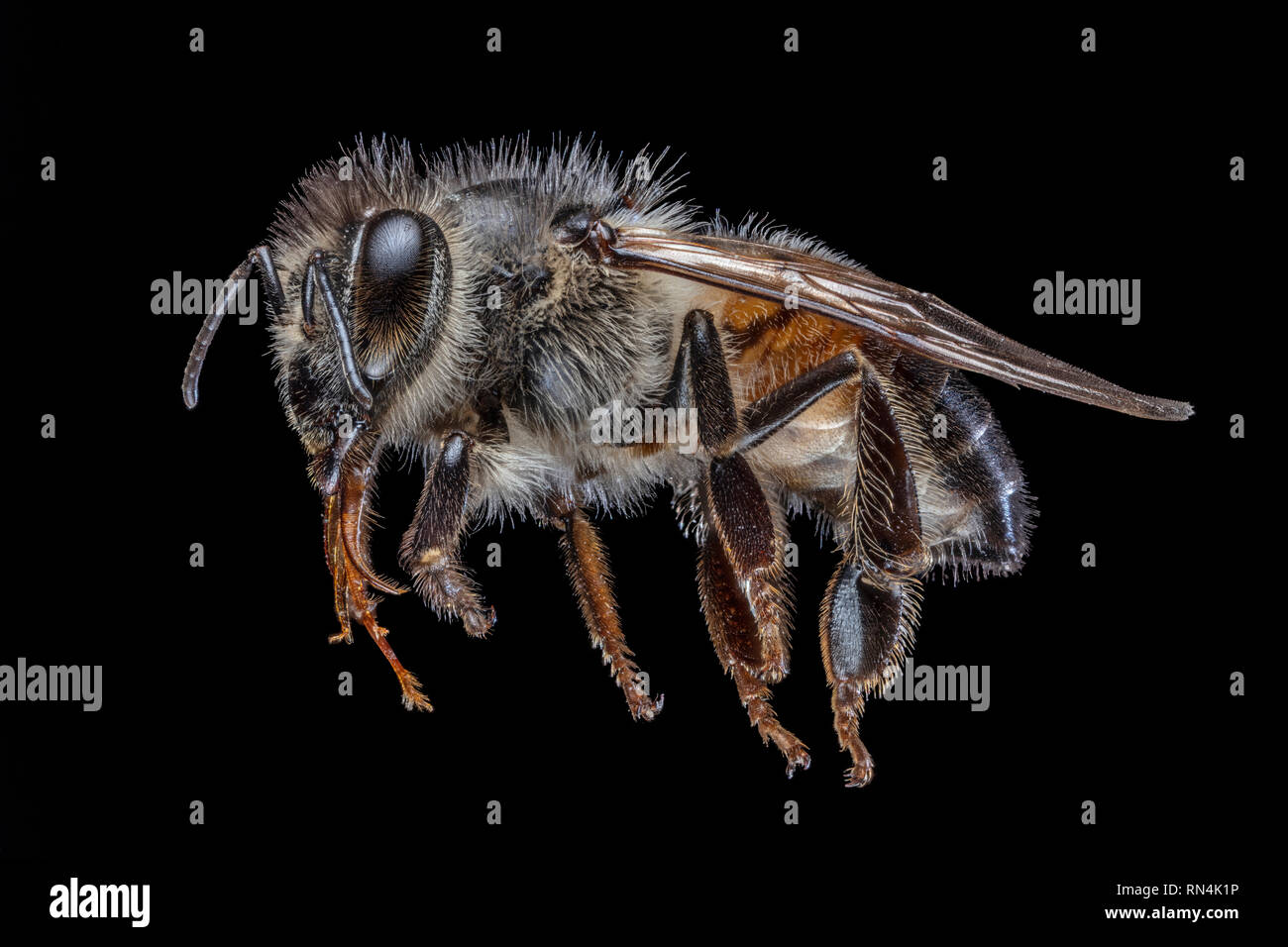 Près de l'abeille, Apis Sp. Banque D'Images